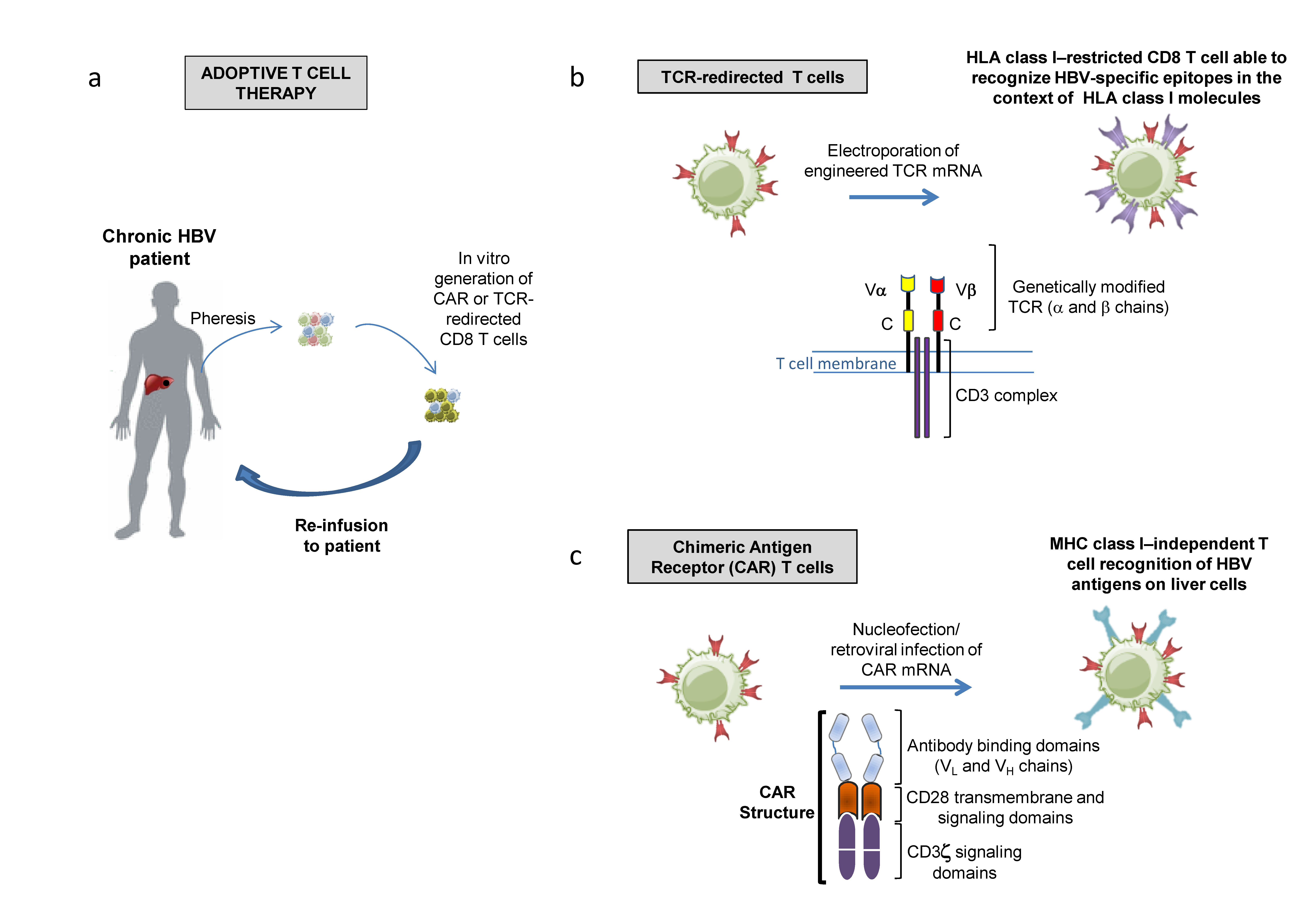 Ijms 20 02754 g002 Ijms 20 02754 g002