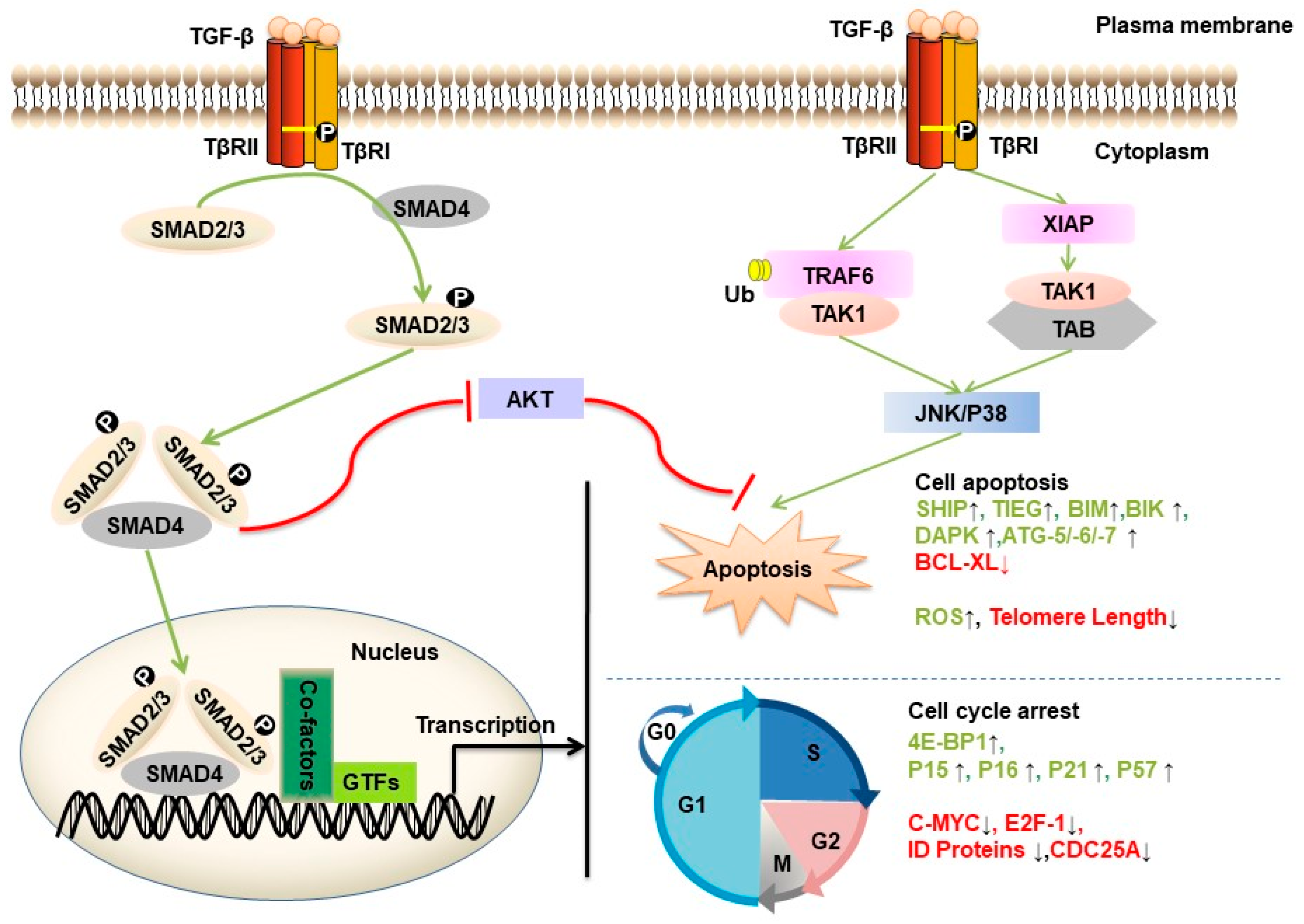 Ijms Free Full Text Tgf B Mediated Epithelial Mesenchymal Transition And Cancer Metastasis Html Ijms Free Full Text Tgf B Mediated Epithelial Mesenchymal Transition And Cancer Metastasis Html