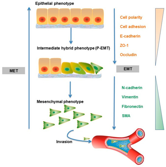 Ijms Free Full Text Tgf B Mediated Epithelial Mesenchymal Transition And Cancer Metastasis Html