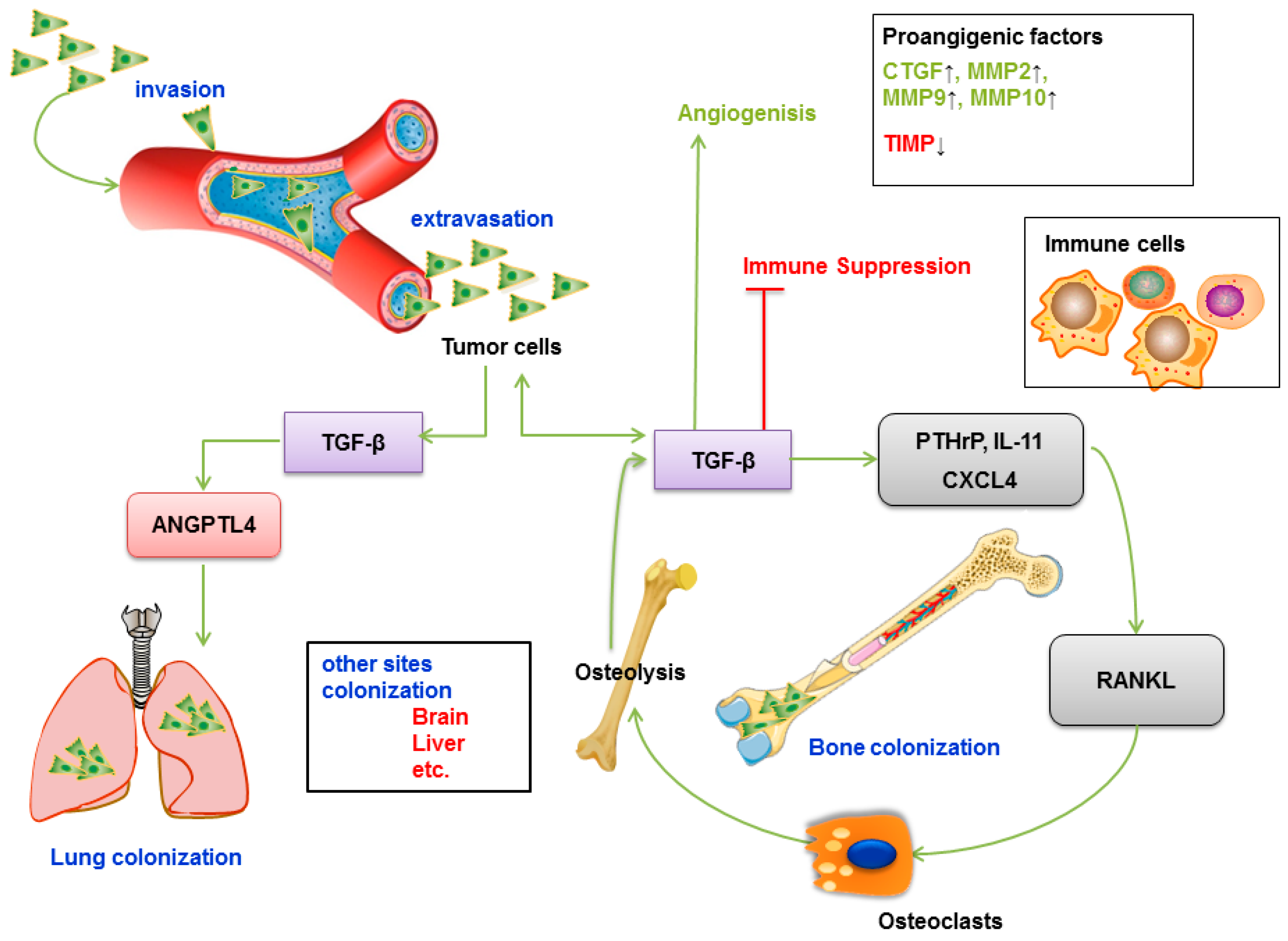 Ijms Free Full Text Tgf B Mediated Epithelial Mesenchymal Transition And Cancer Metastasis Html Ijms Free Full Text Tgf B Mediated Epithelial Mesenchymal Transition And Cancer Metastasis Html