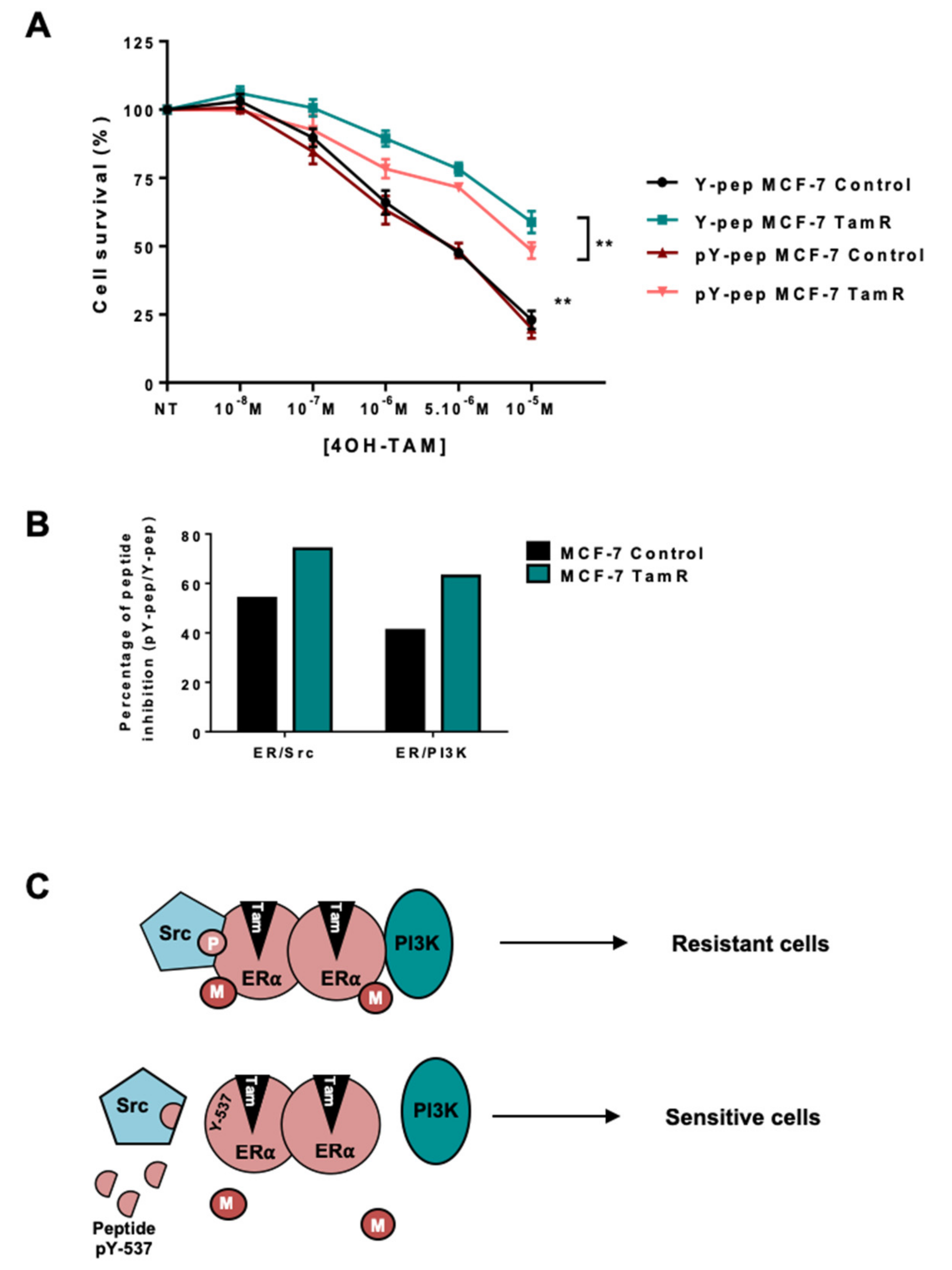 Ijms 20 02773 g005 Ijms 20 02773 g005