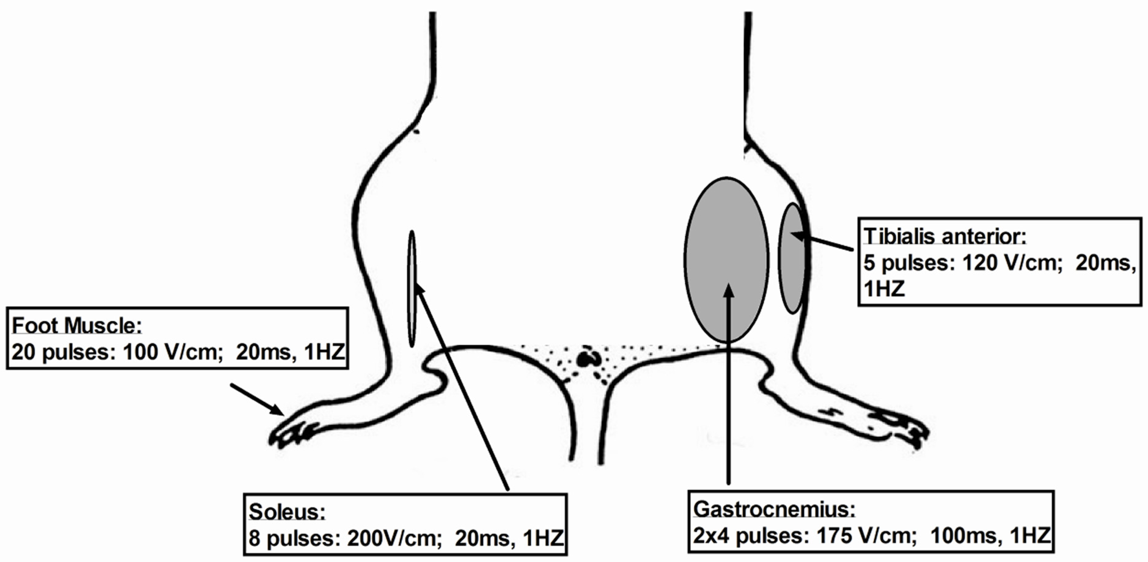 IJMS | Free Full-Text | A Critical Review of Electroporation as A