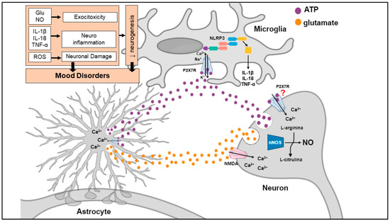 P2X7 Receptor Signaling in Stress and Depression