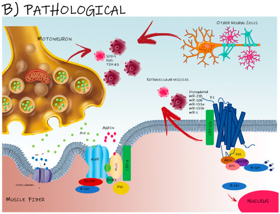 Signal Exchange through Extracellular Vesicles in Neuromuscular