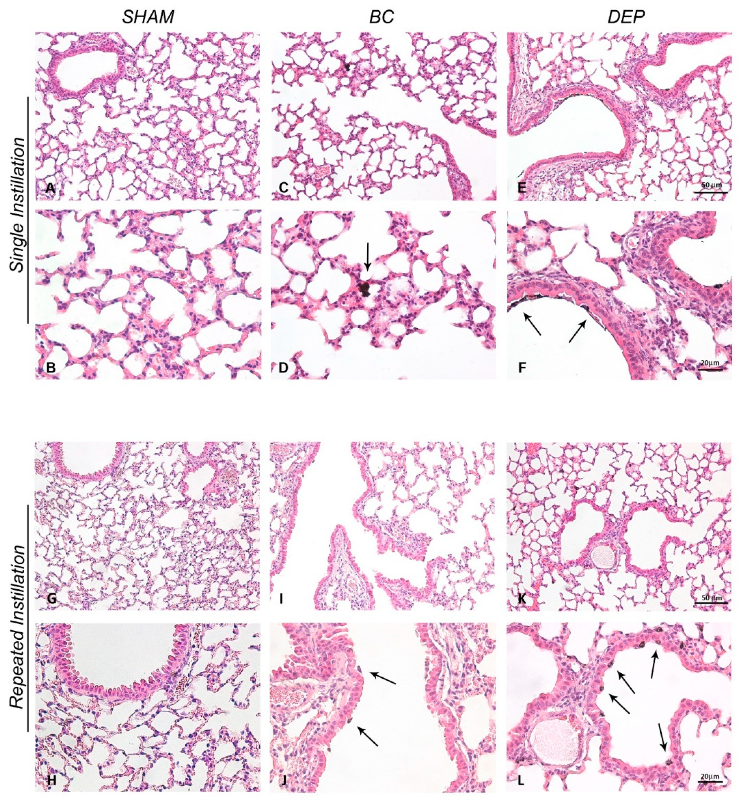 Ijms 20 02805 g001