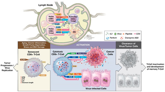 The Evolving Role of CD8+CD28− Immunosenescent T Cells in