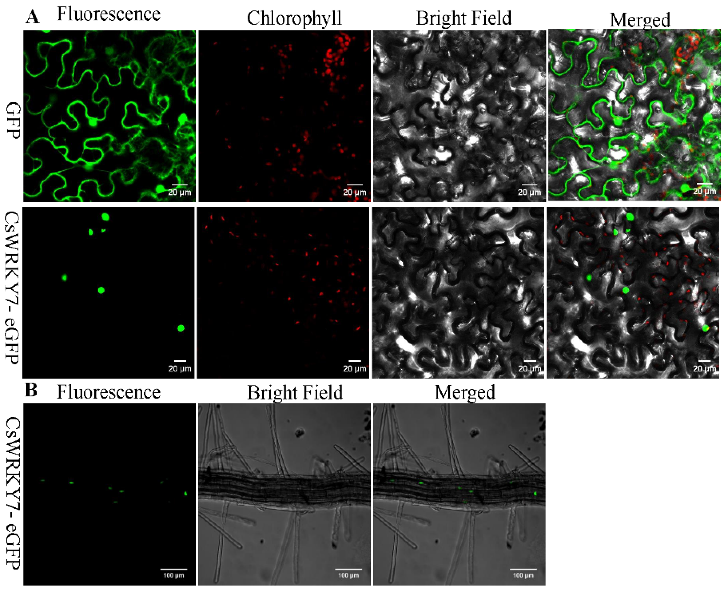Ijms 20 02815 g002 Ijms 20 02815 g002