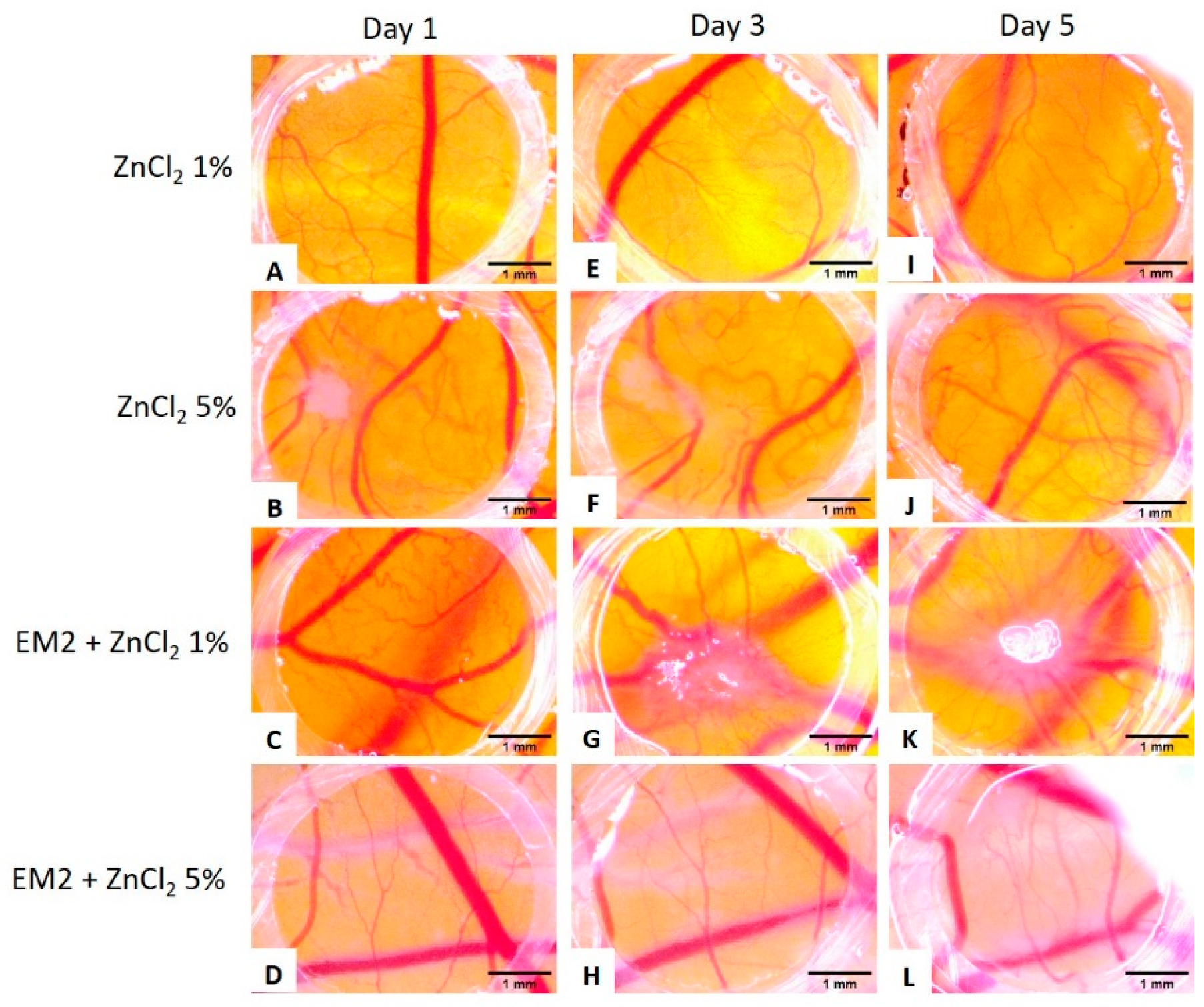 Ijms 20 02828 g006 Ijms 20 02828 g006