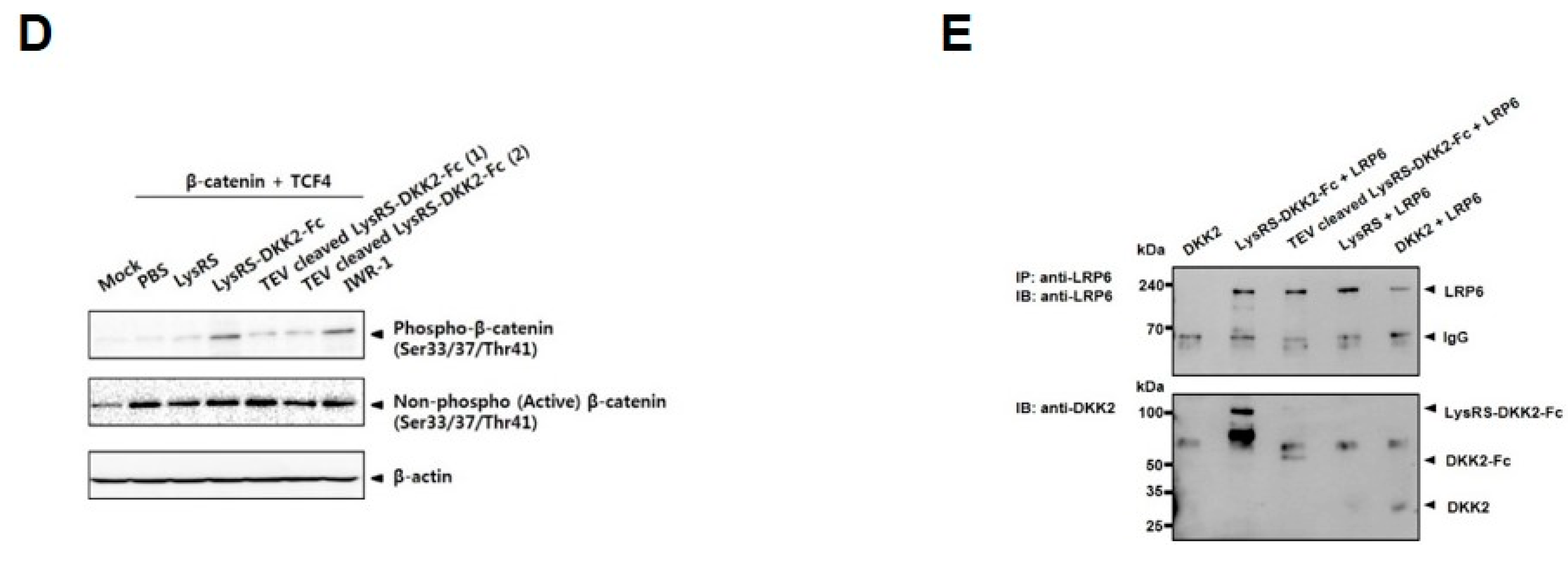 Ijms 20 02847 g004b Ijms 20 02847 g004b