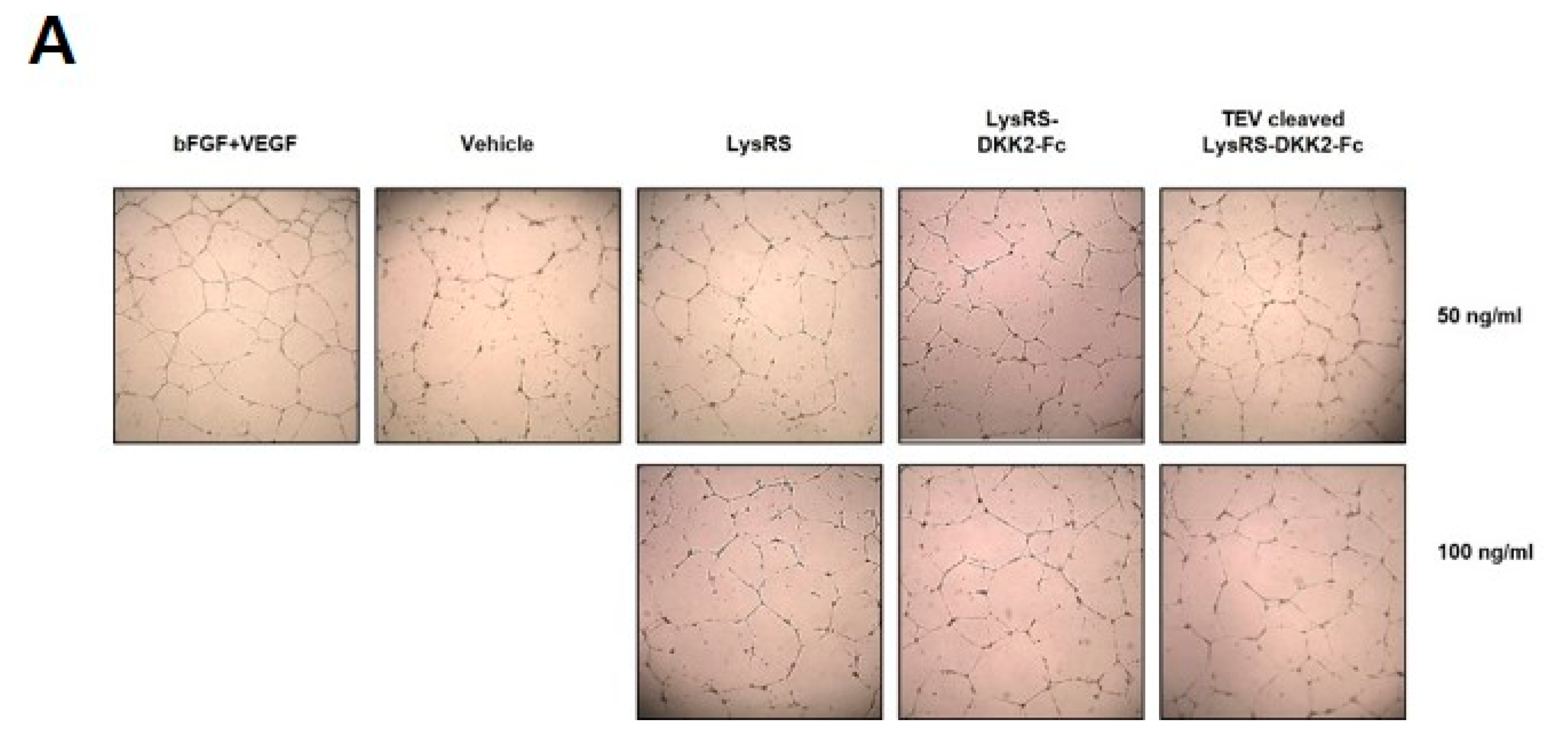 Ijms 20 02847 g005a Ijms 20 02847 g005a