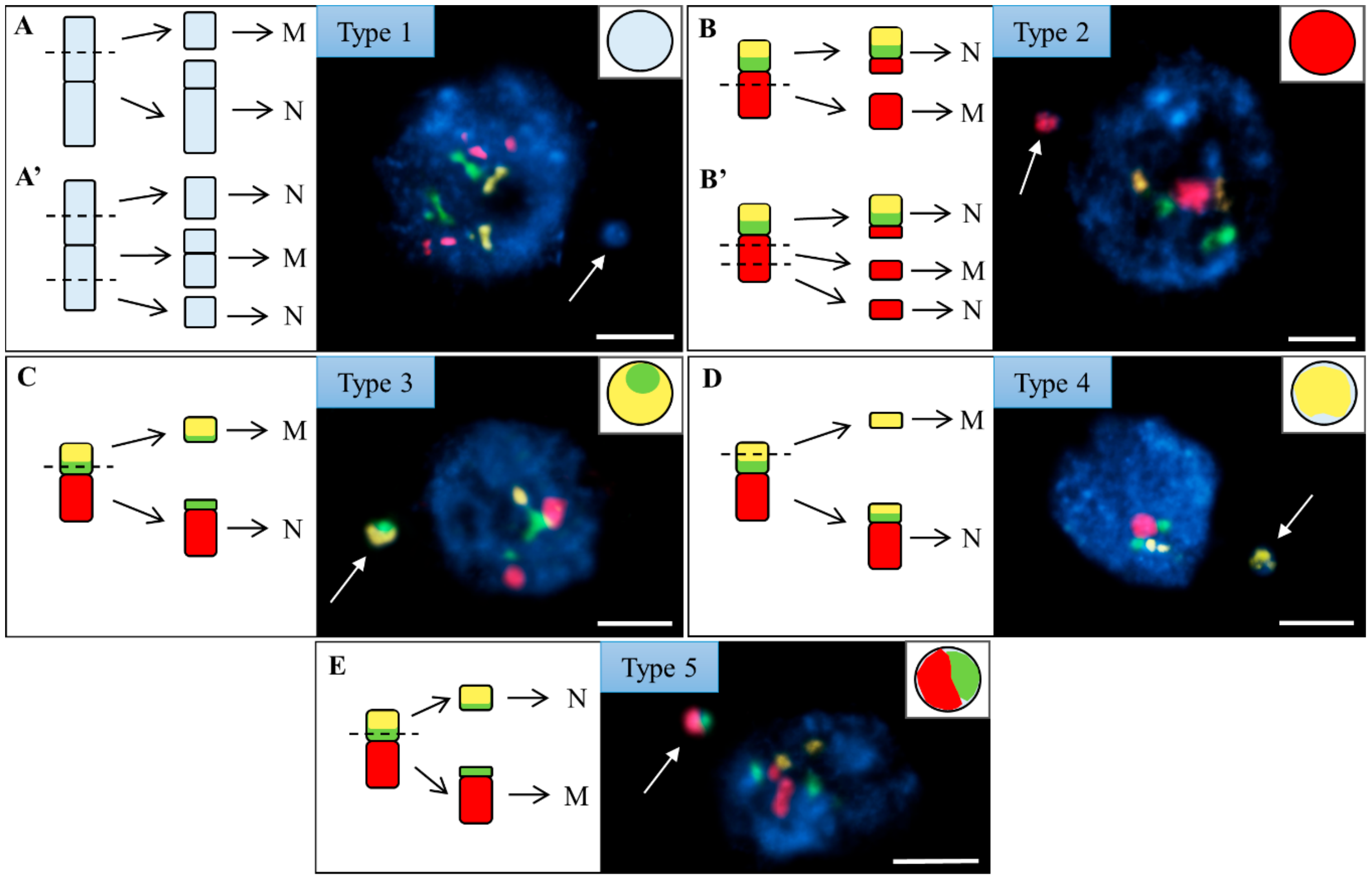 Ijms 20 02848 g006 Ijms 20 02848 g006