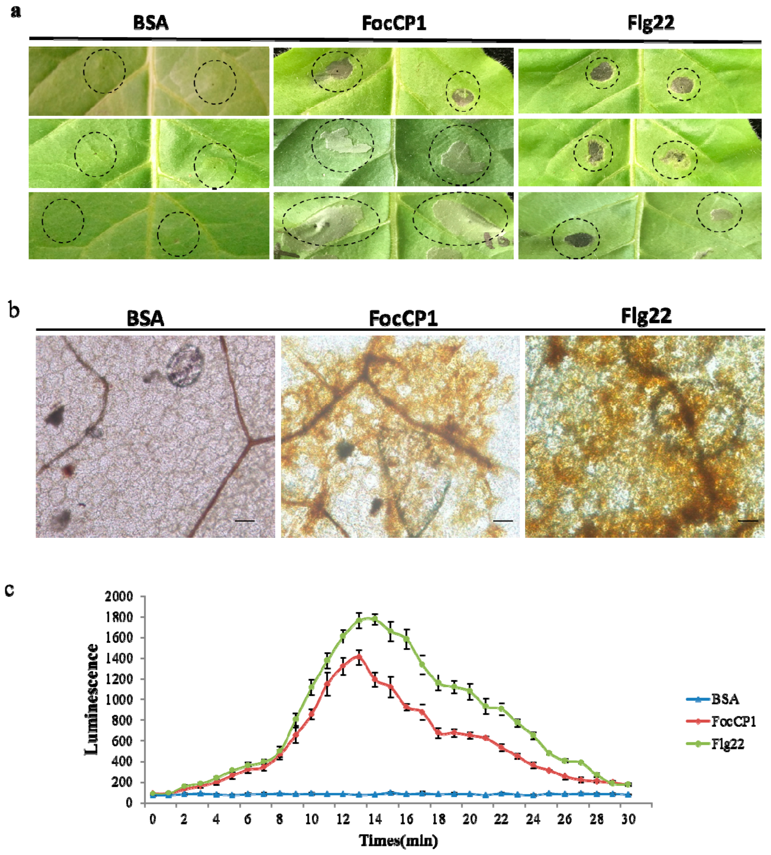 Ijms 20 02849 g003 Ijms 20 02849 g003