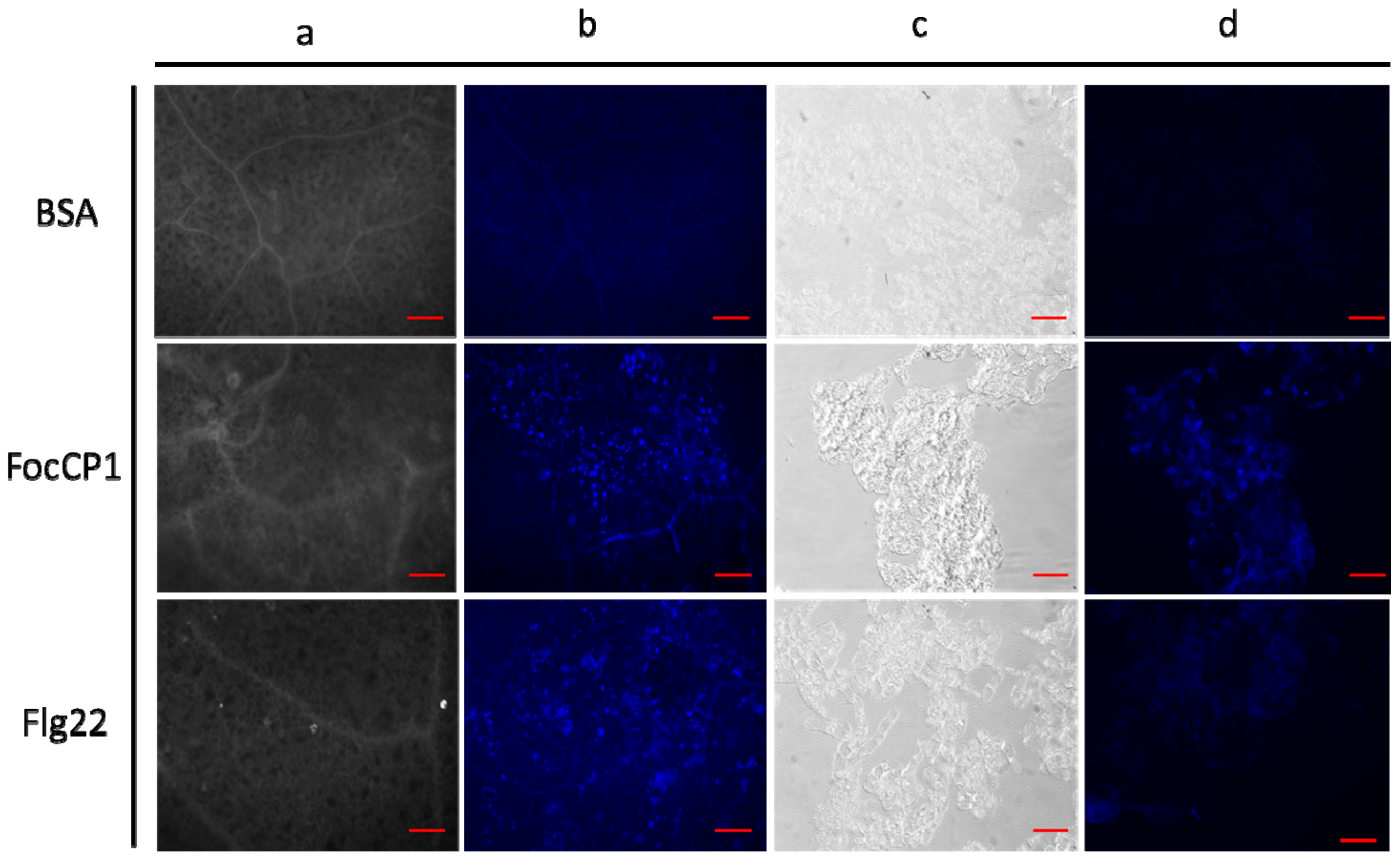 Ijms 20 02849 g005 Ijms 20 02849 g005