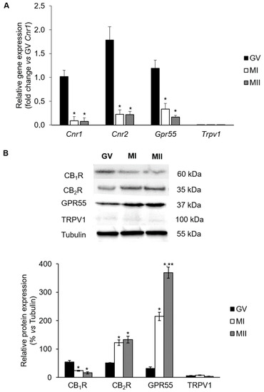 Ijms Free Full Text Role Of Major Endocannabinoid Binding Receptors During Mouse Oocyte Maturation Html