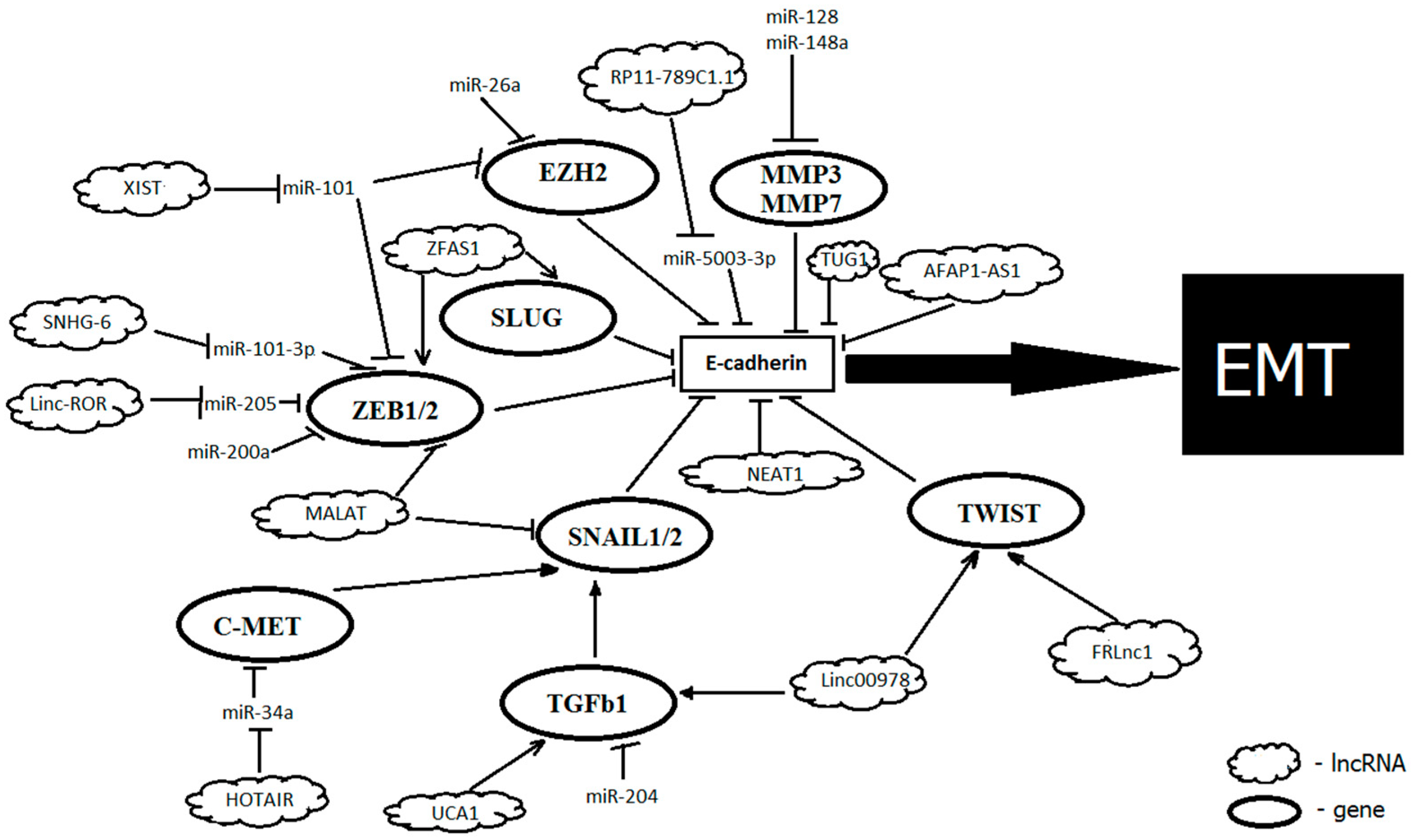Ijms 20 02870 g001 Ijms 20 02870 g001