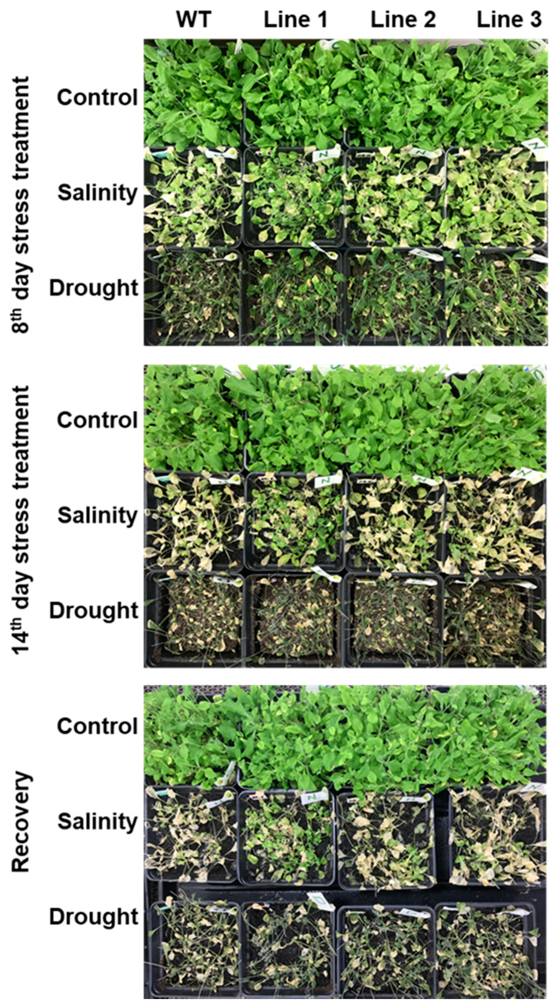 Ijms 20 02871 g008 Ijms 20 02871 g008