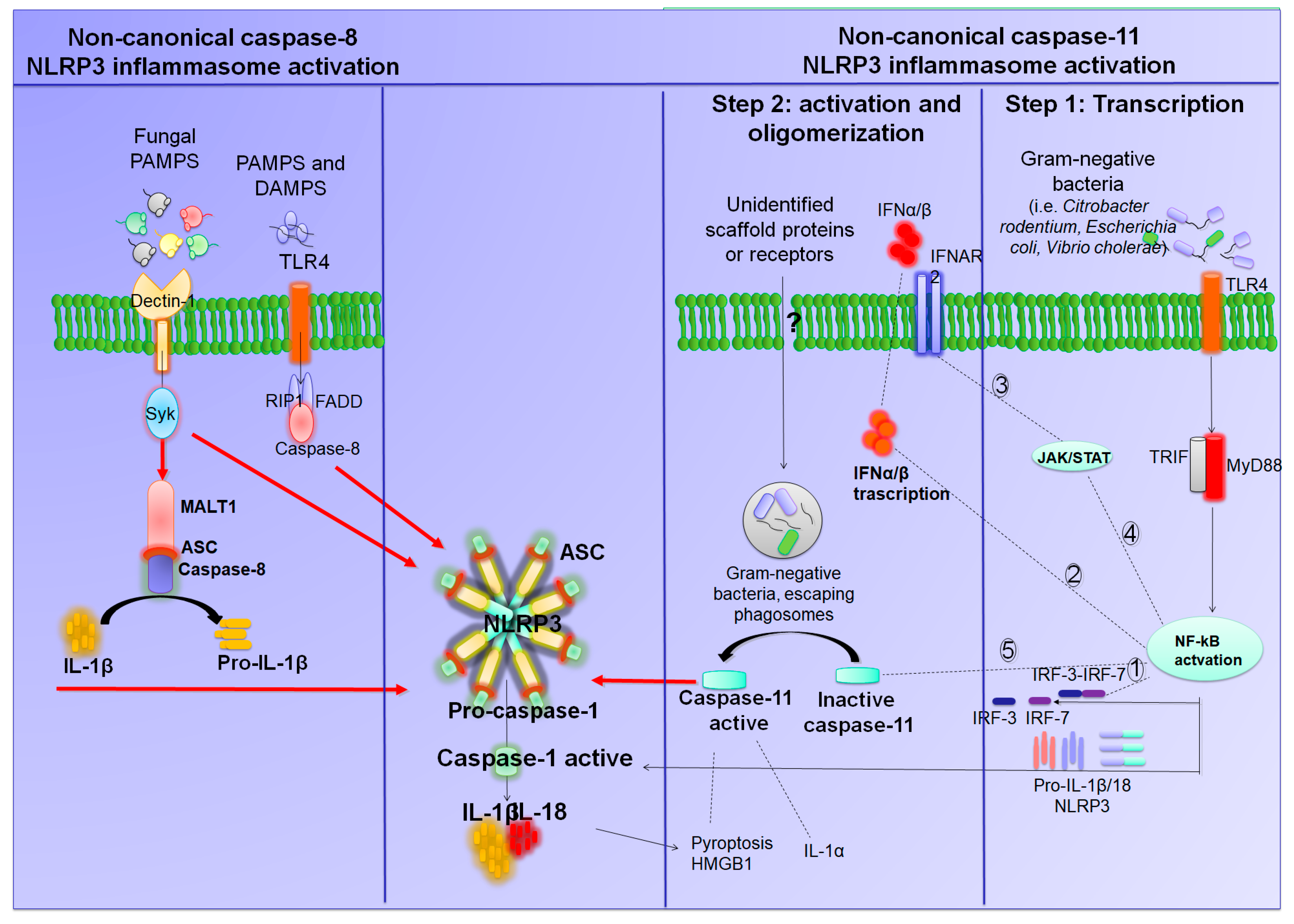 Ijms Free Full Text Phytochemicals As Novel Therapeutic Strategies For Nlrp3 Inflammasome Related Neurological Metabolic And Inflammatory Diseases Html