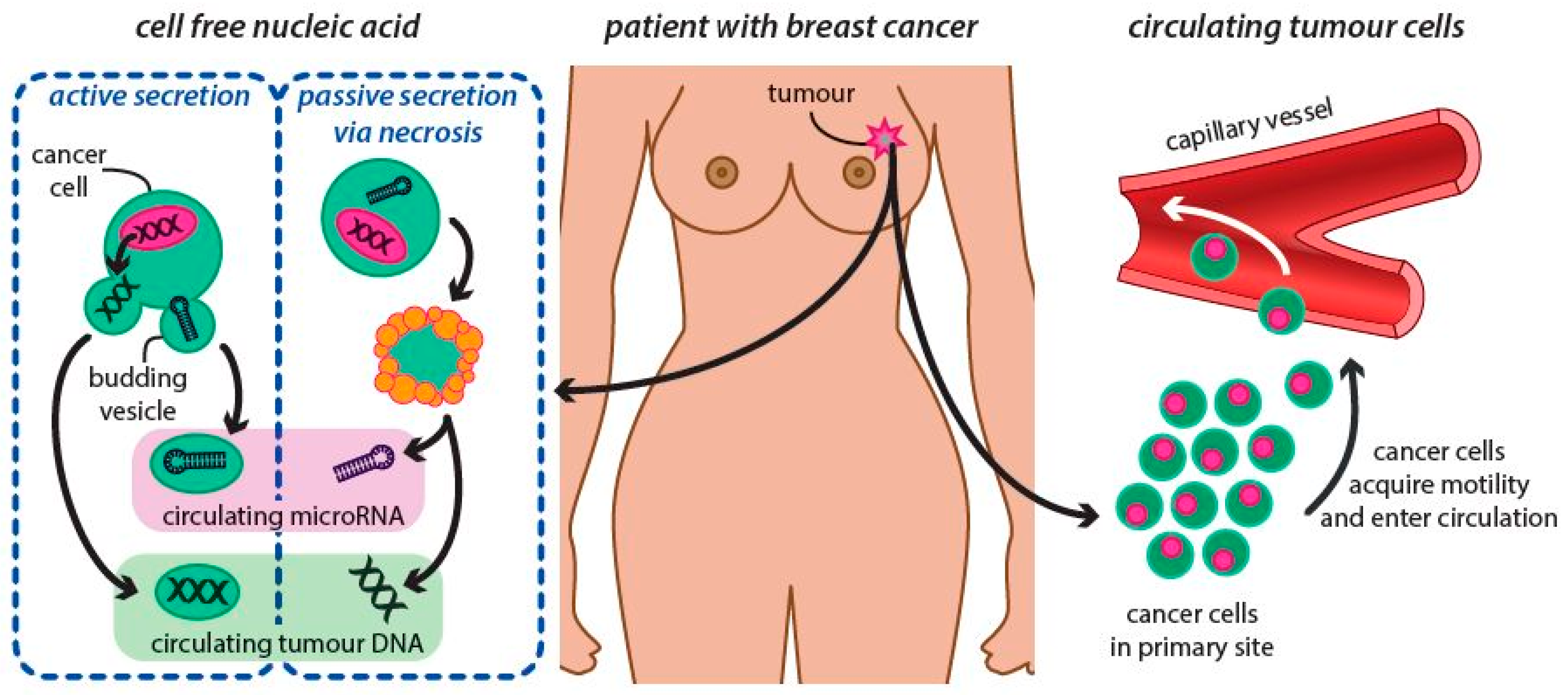 Ijms 20 02878 g004 Ijms 20 02878 g004