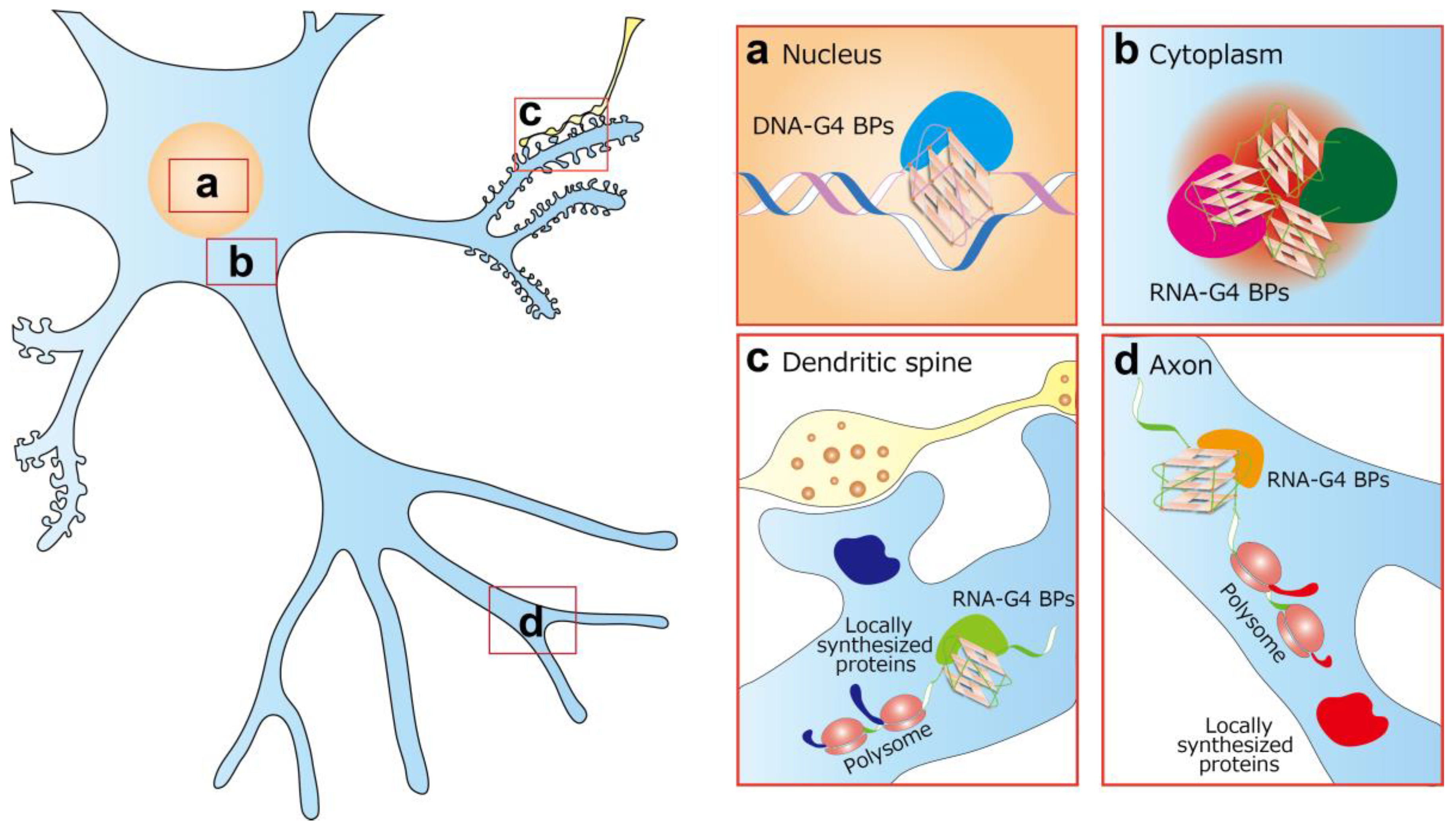Ijms Free Full Text Perspectives For Applying G Quadruplex Structures In Neurobiology And Neuropharmacology Html