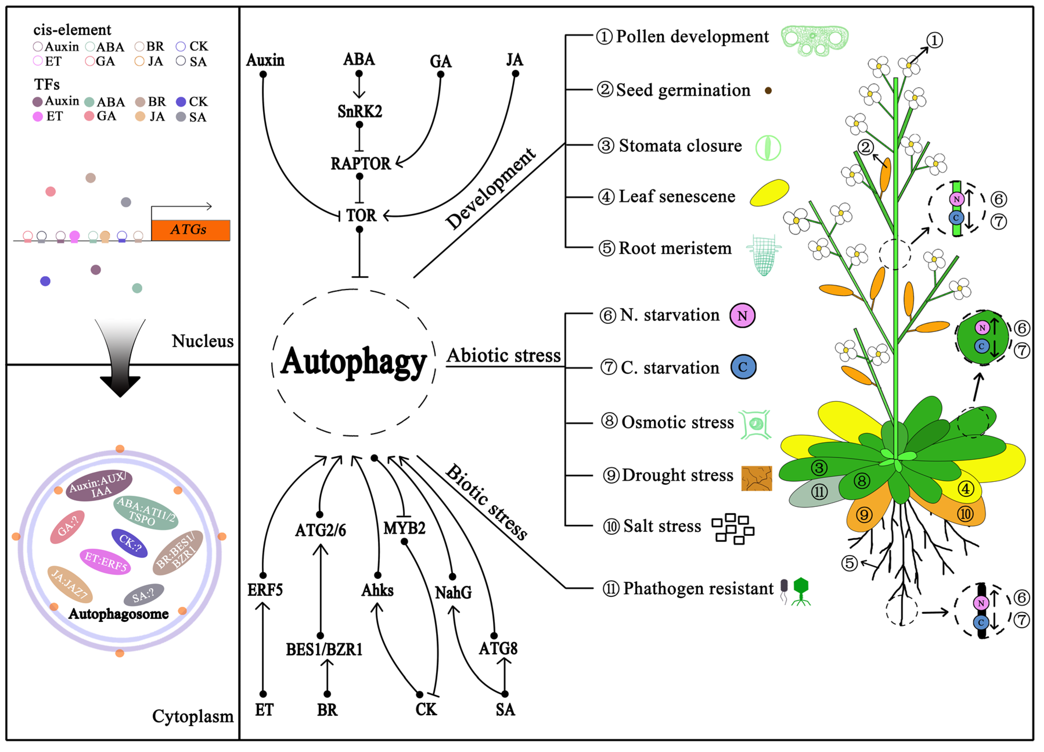 IJMS | Free Full-Text | Autophagy in Plant: A New Orchestrator in the ...