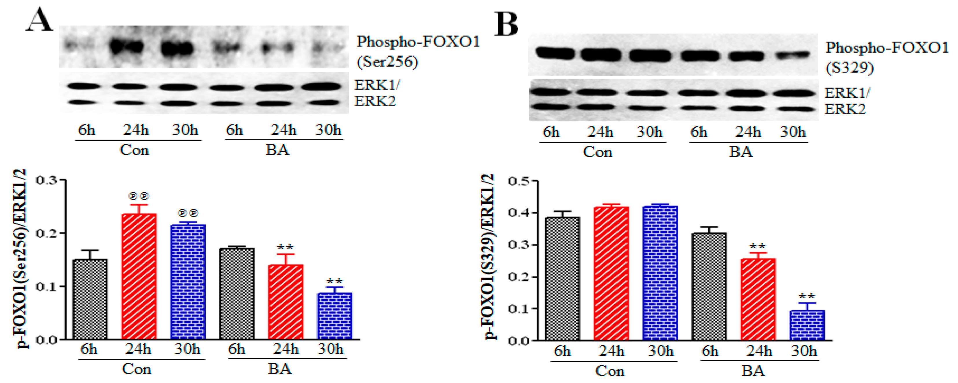 Ijms 20 02902 g005 Ijms 20 02902 g005