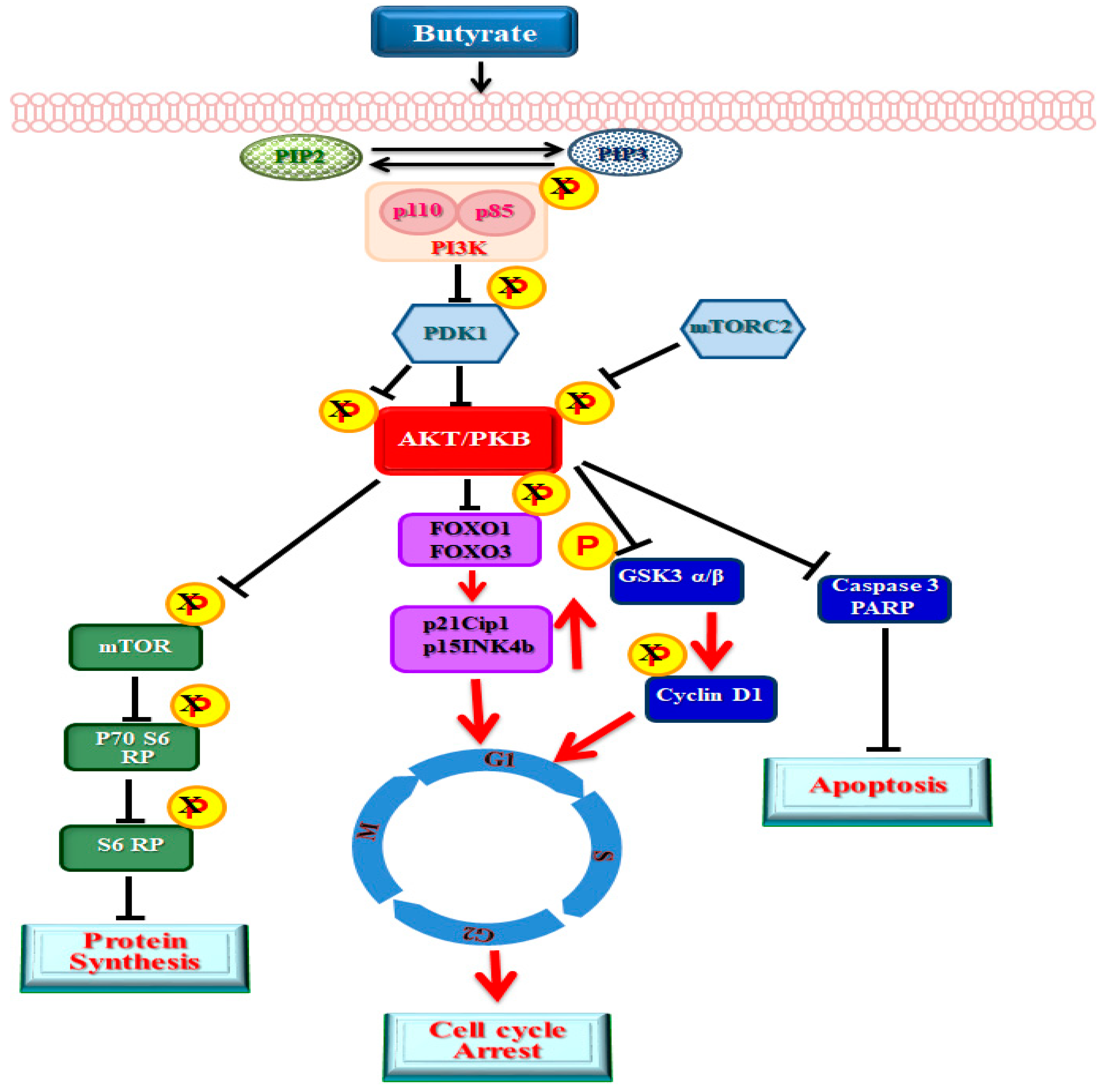IJMS - Free Full-Text - Cellular Effects of Butyrate on Vascular Smooth ...
