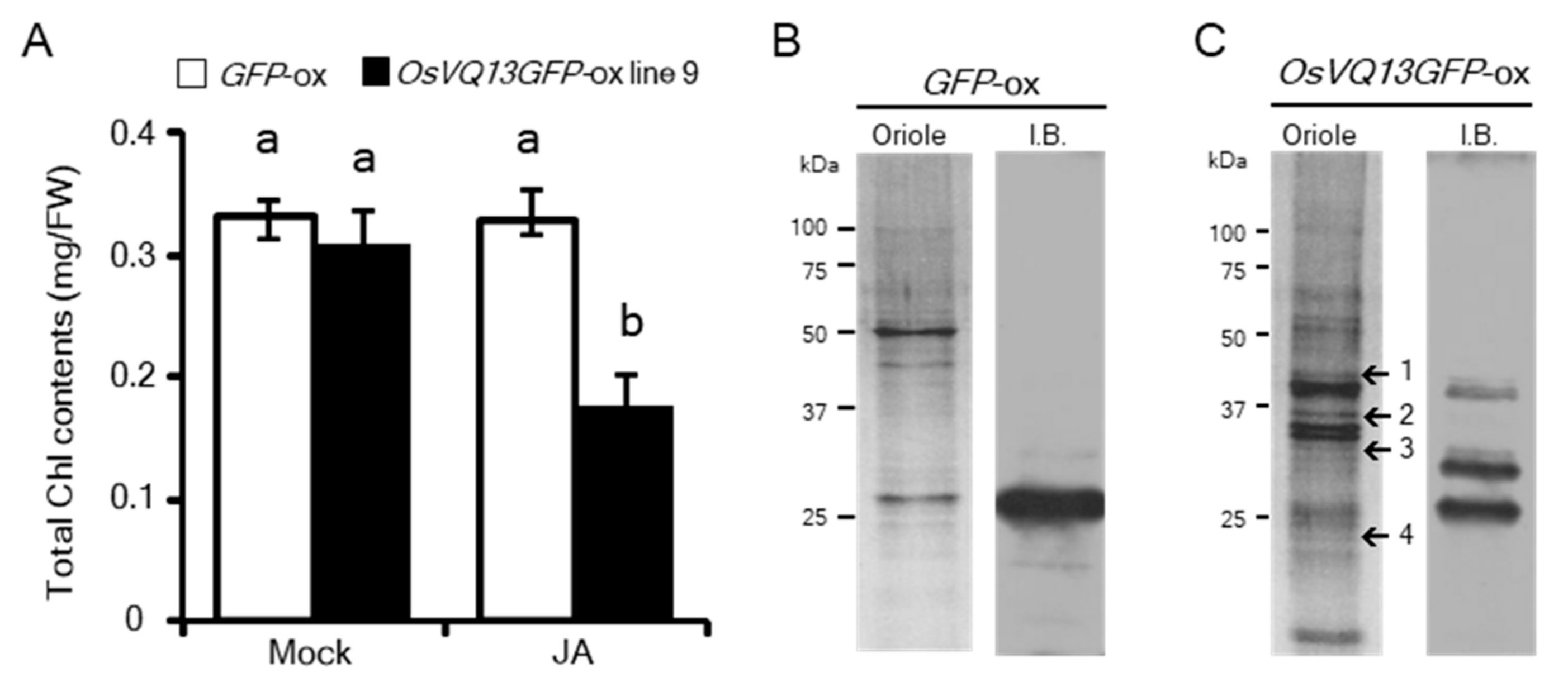 Ijms 20 02917 g003