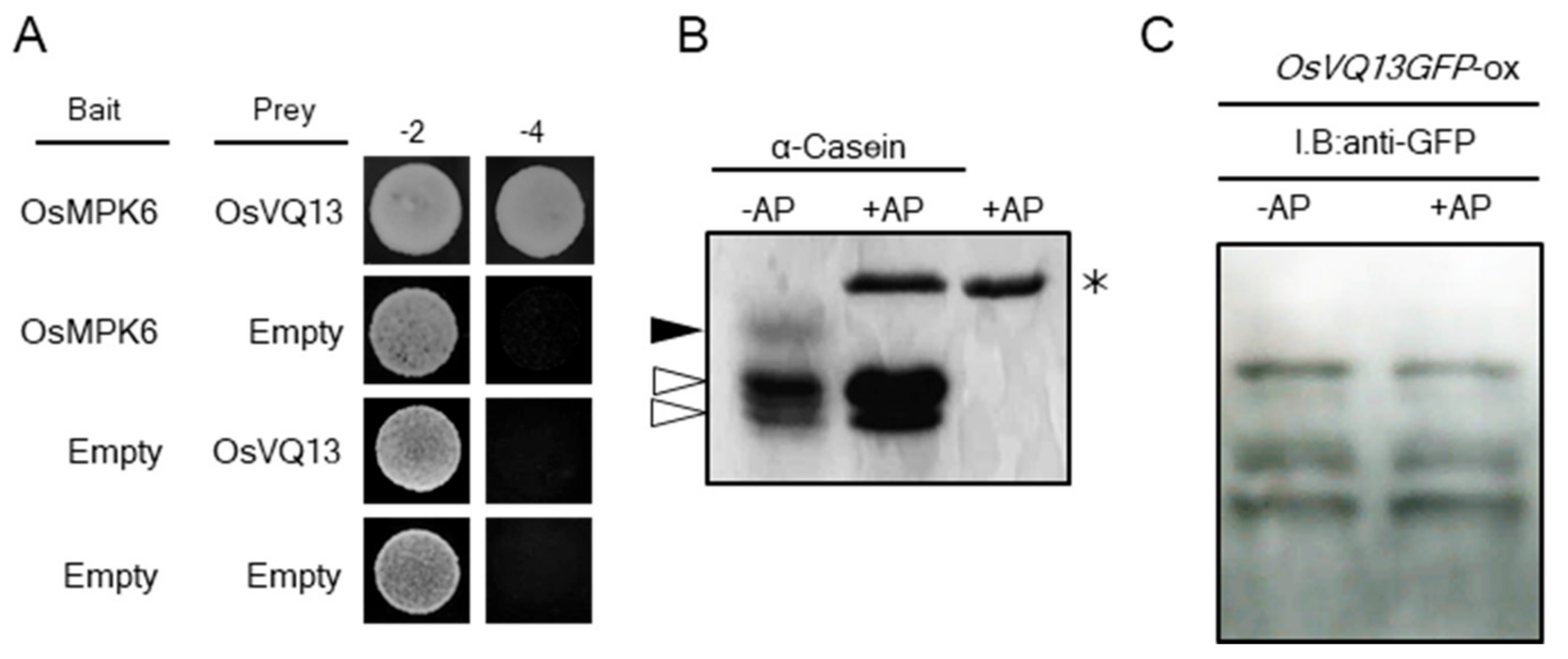 Ijms 20 02917 g004