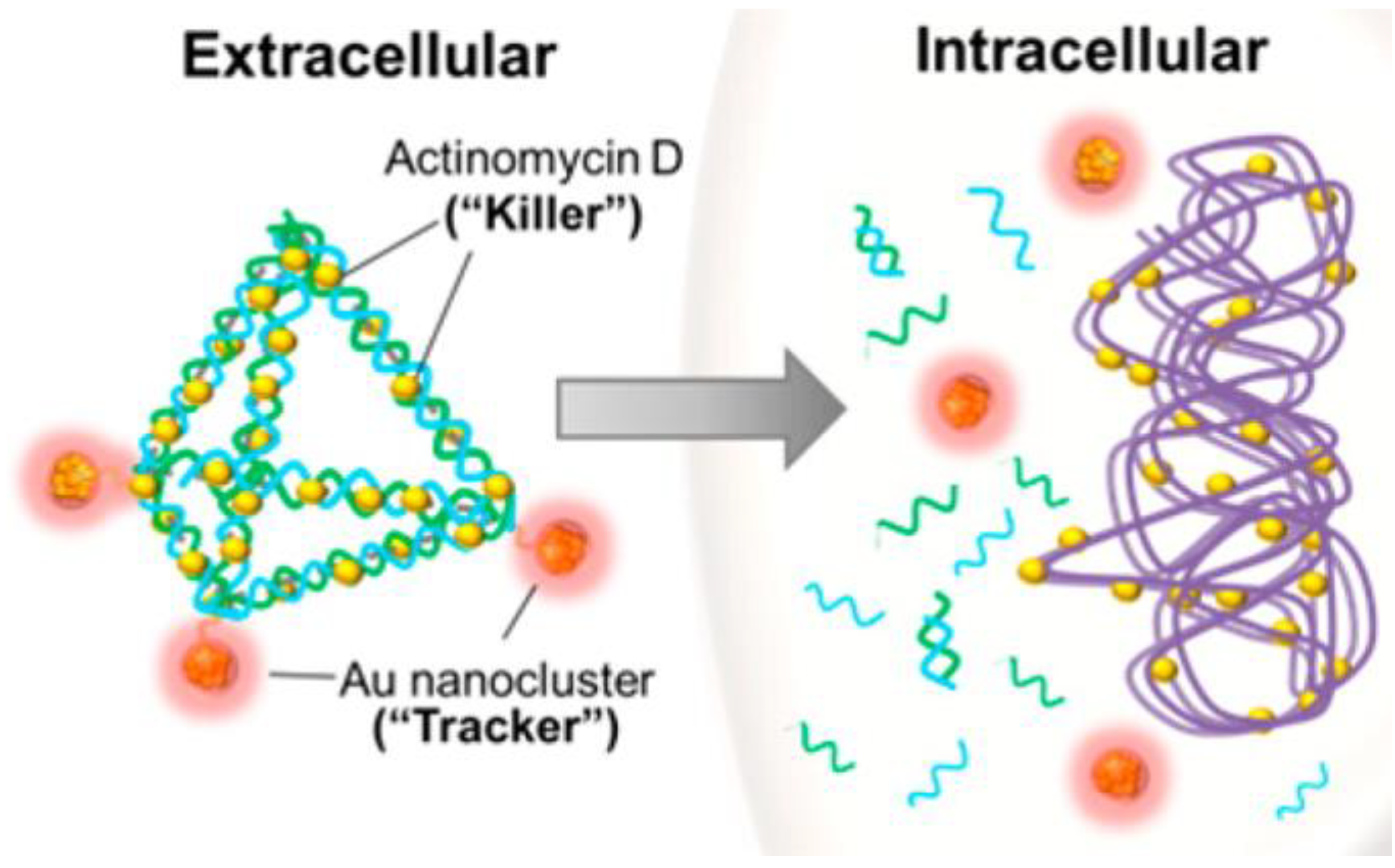 Ijms Free Full Text Antimicrobial Gold Nanoclusters Recent Developments And Future Perspectives Html