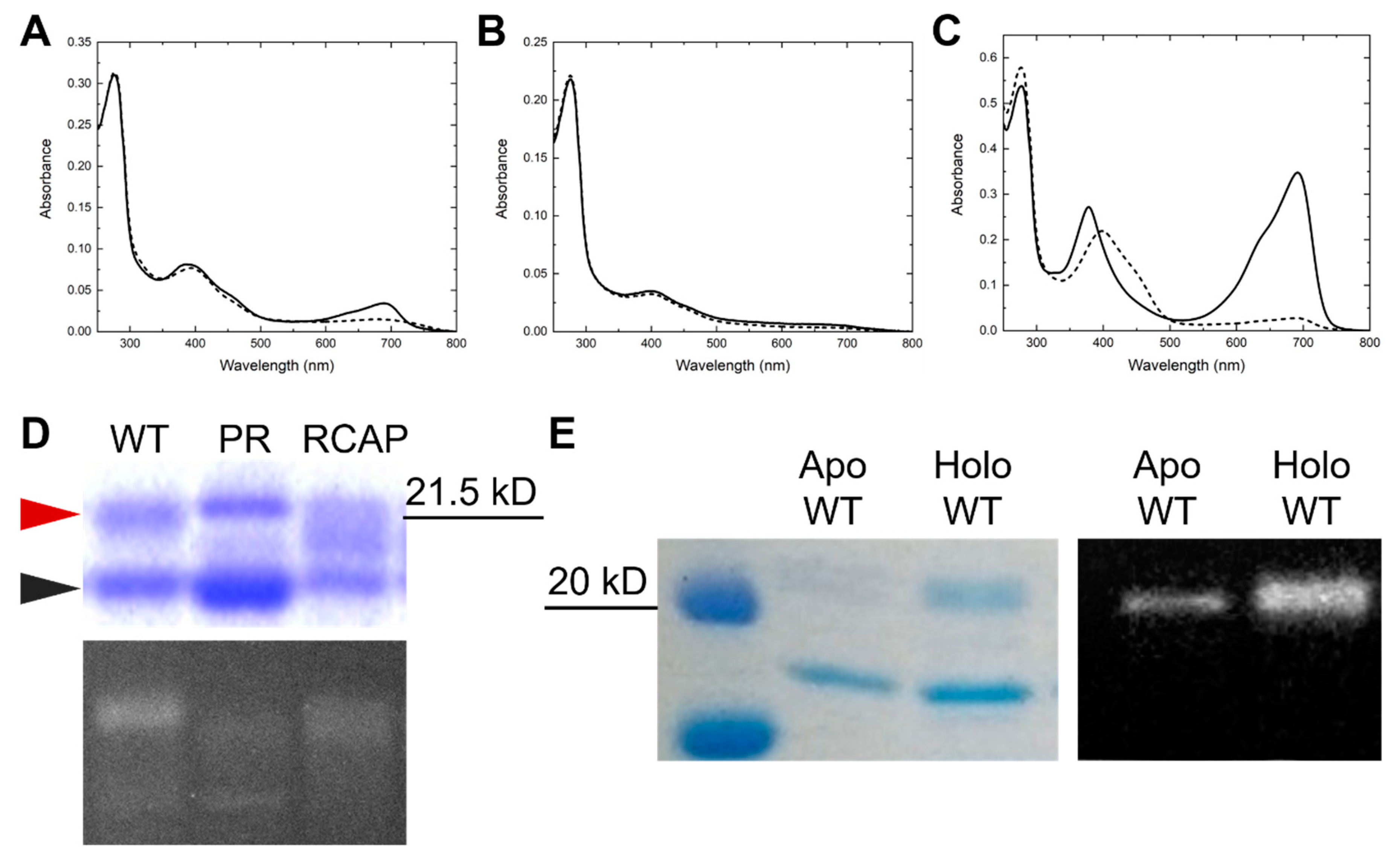 Ijms 20 02935 g002 Ijms 20 02935 g002