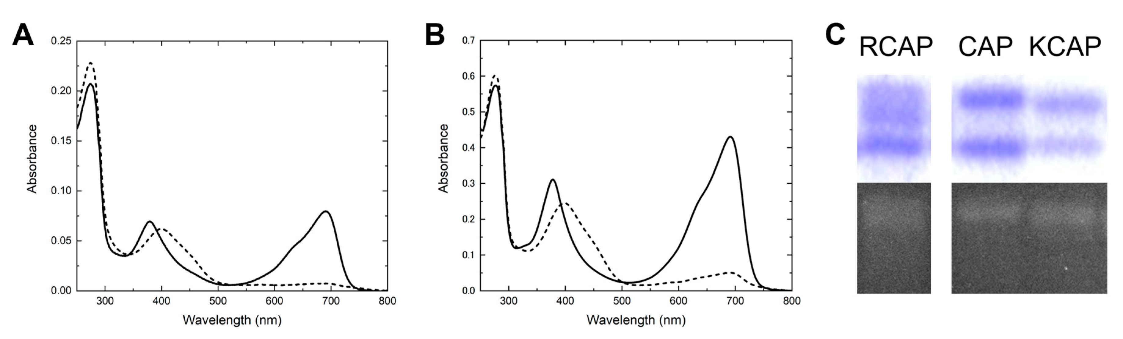 Ijms 20 02935 g003 Ijms 20 02935 g003