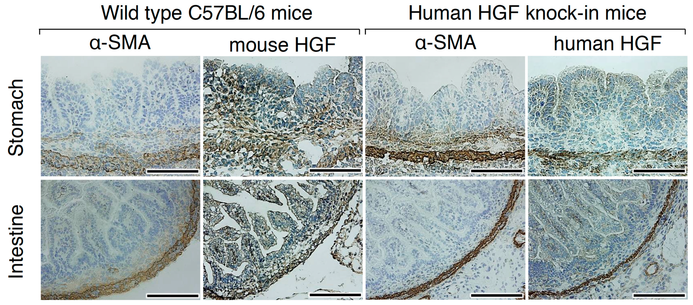 Ijms 20 02955 g002