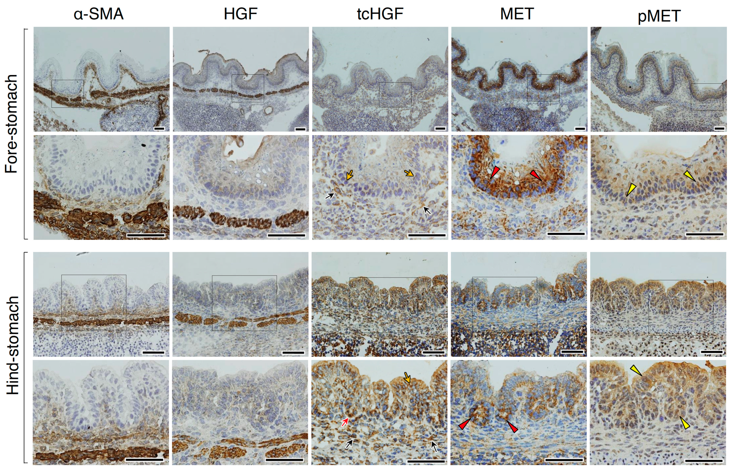 Ijms 20 02955 g004