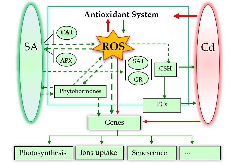 IJMS Free FullText Salicylic Acid Signals Plant Defence against