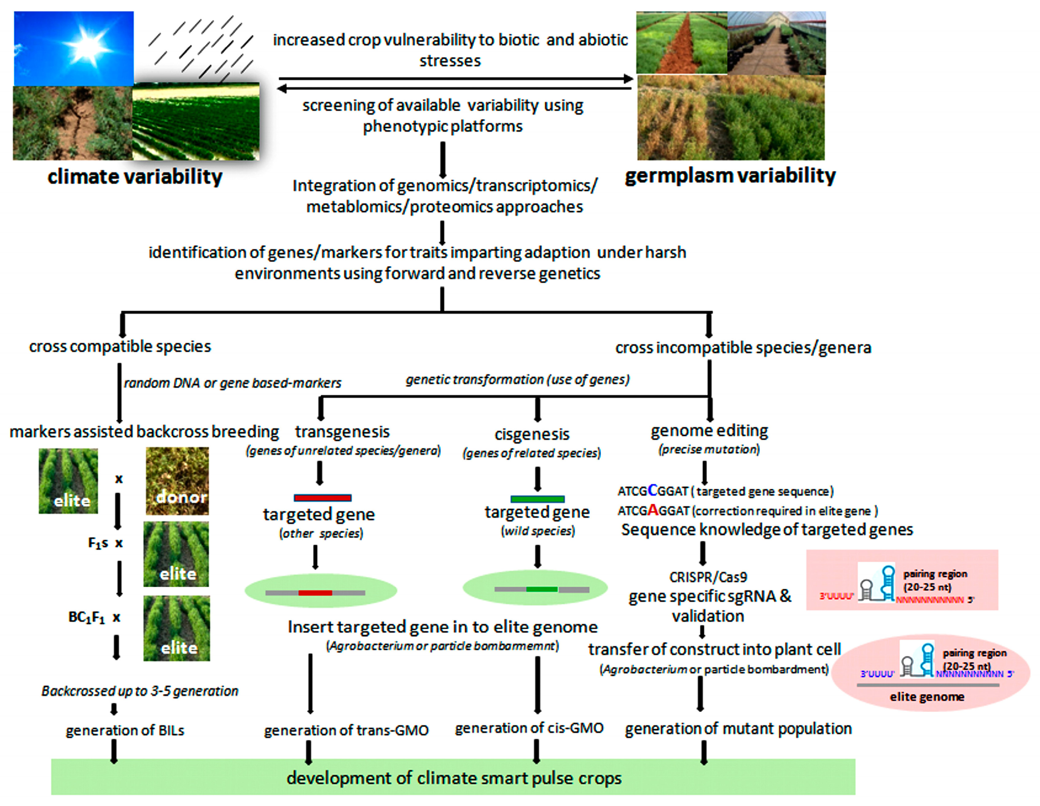 Ijms Free Full Text Towards Exploitation Of Adaptive Traits For Climate Resilient Smart Pulses Html