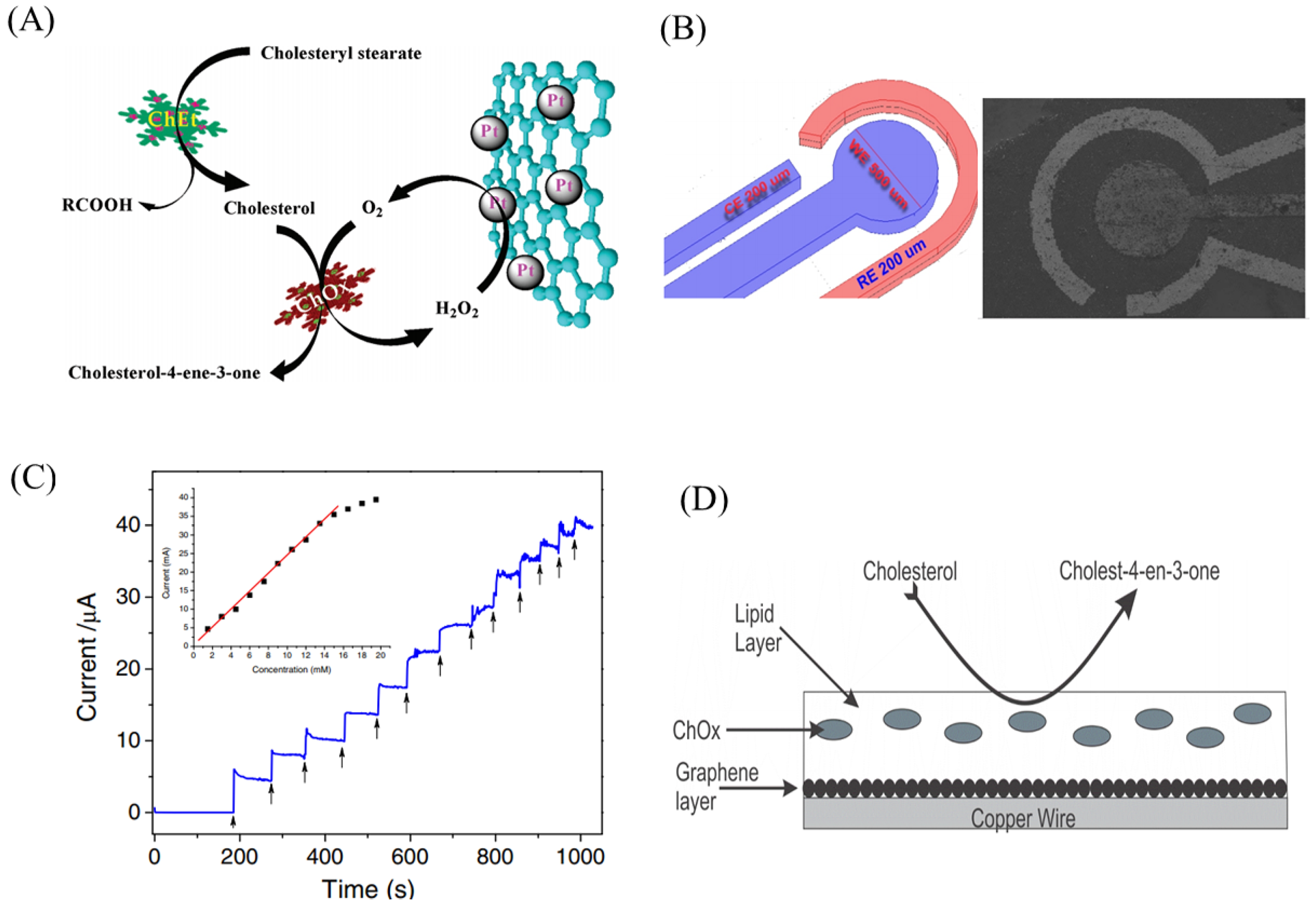 Ijms 20 02975 g005 Ijms 20 02975 g005