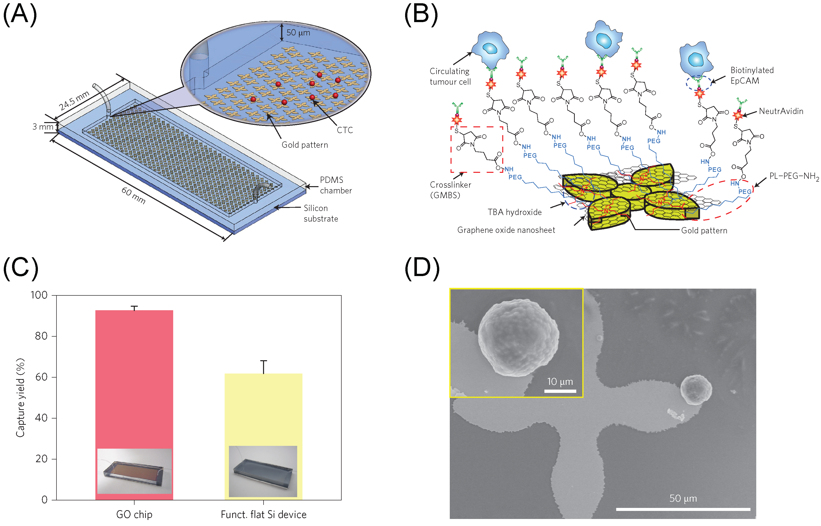Ijms 20 02975 g008 Ijms 20 02975 g008
