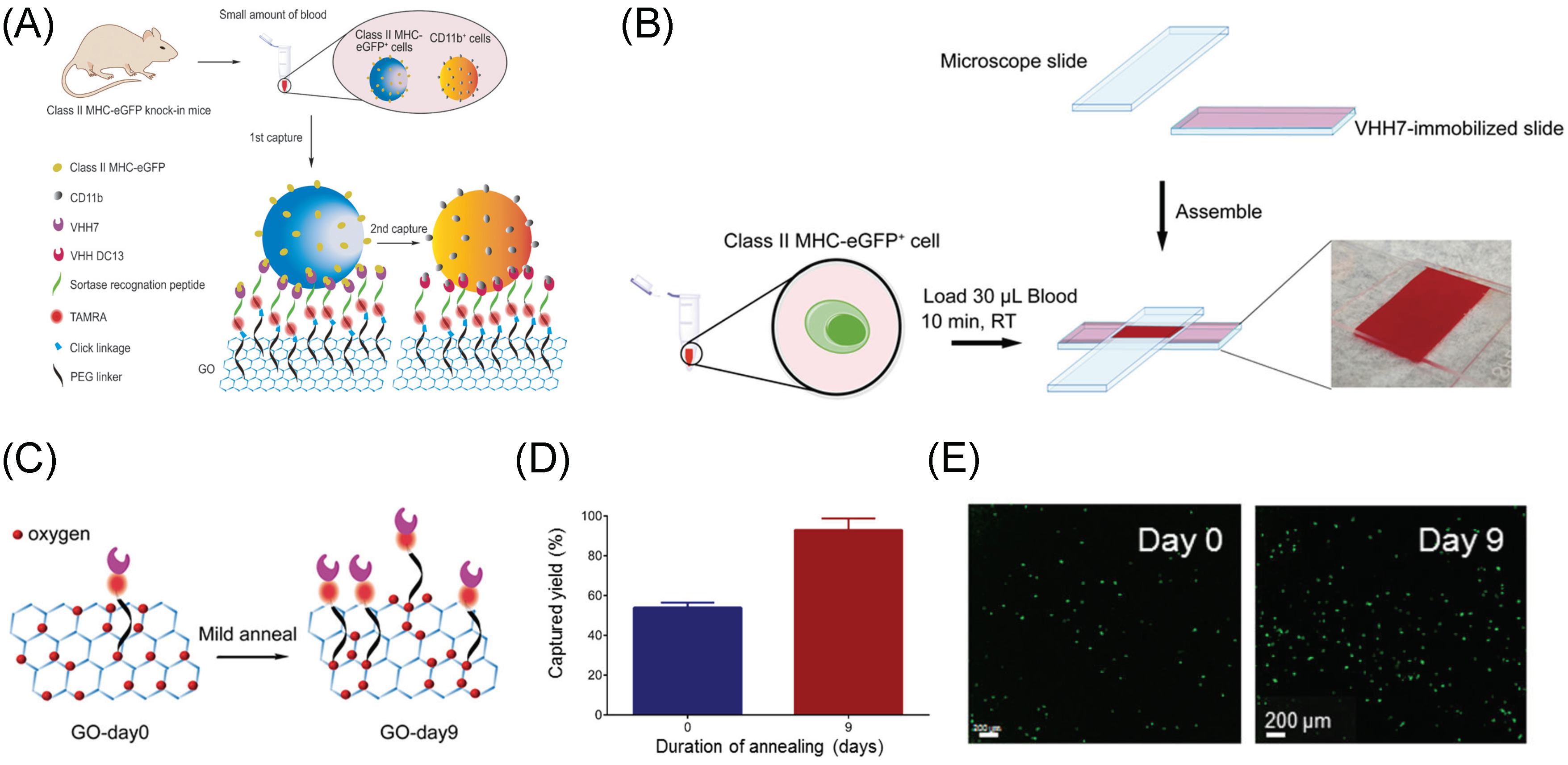 Ijms 20 02975 g009 Ijms 20 02975 g009
