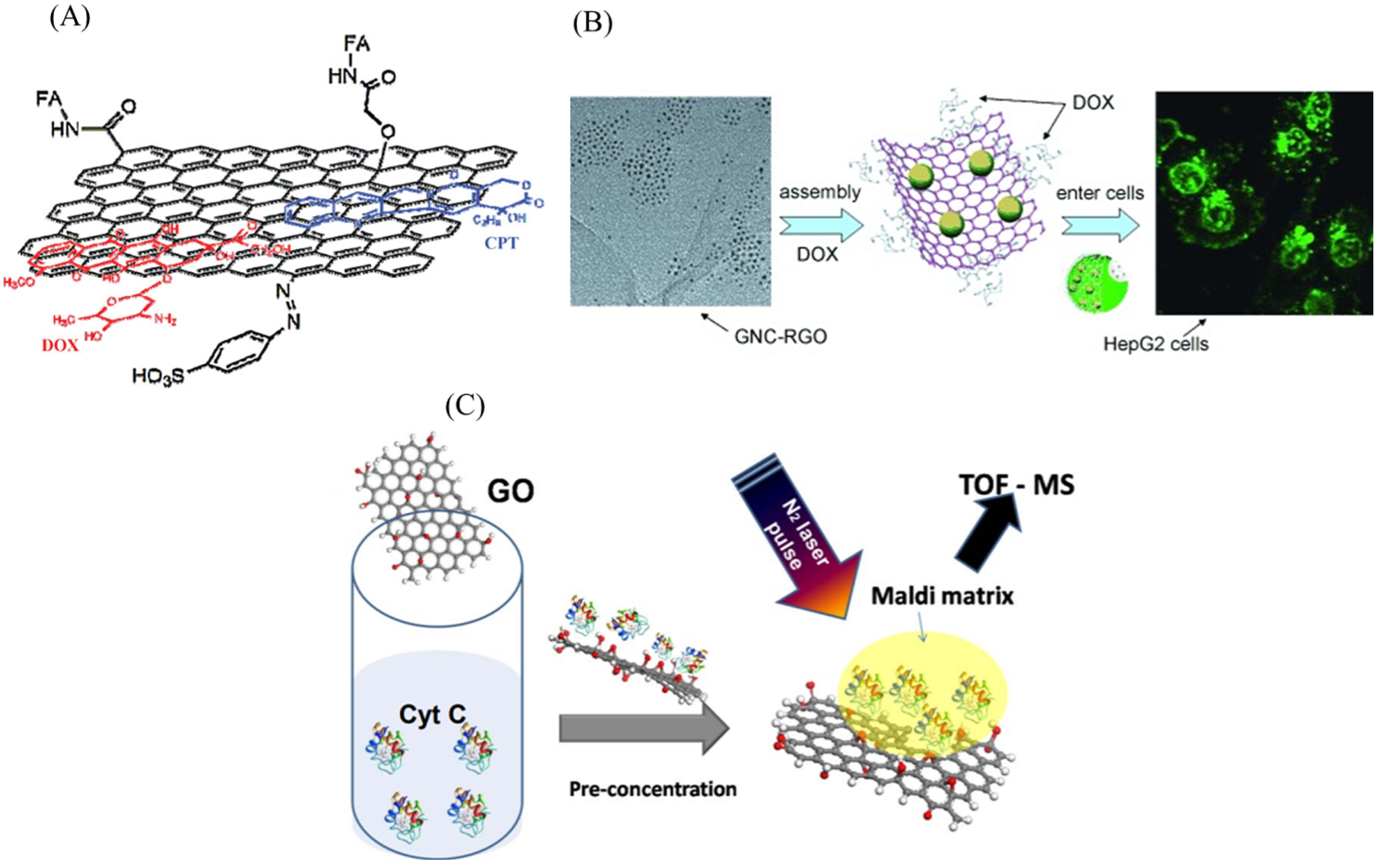 Ijms 20 02975 g010 Ijms 20 02975 g010