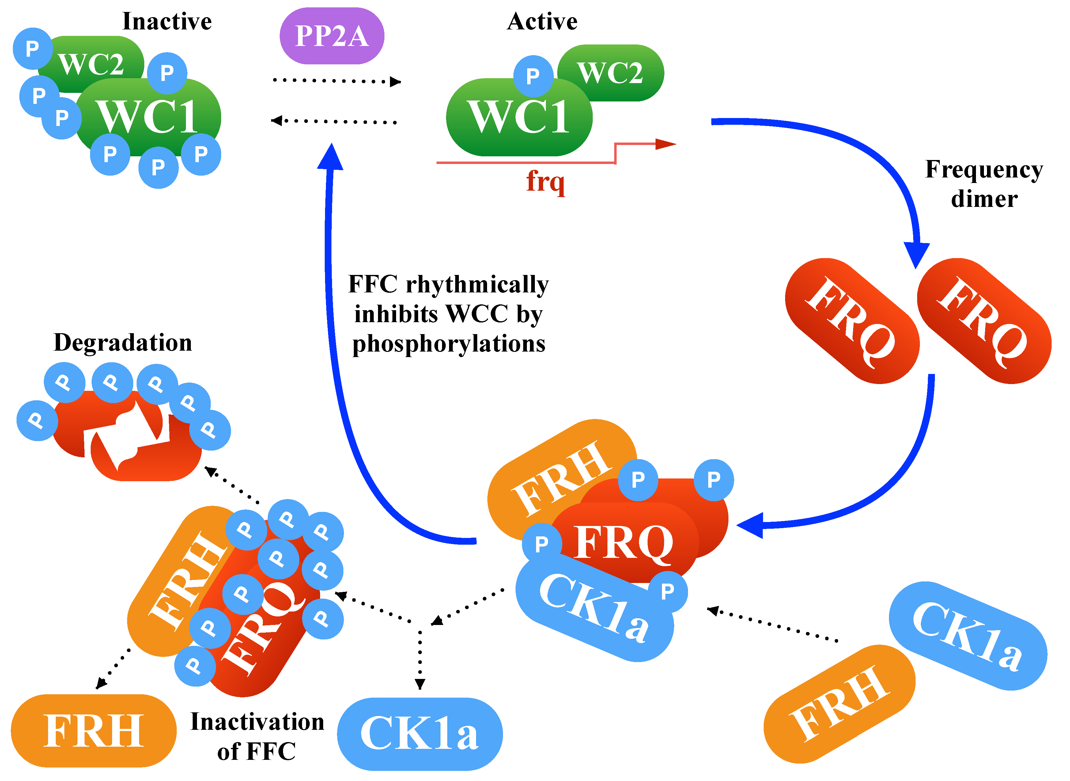 Ijms 20 02985 g001 Ijms 20 02985 g001