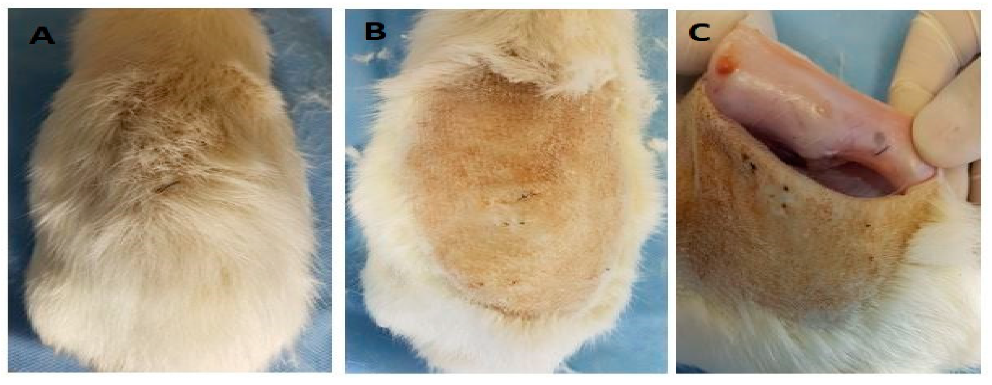 Ijms 20 02987 g006 Ijms 20 02987 g006