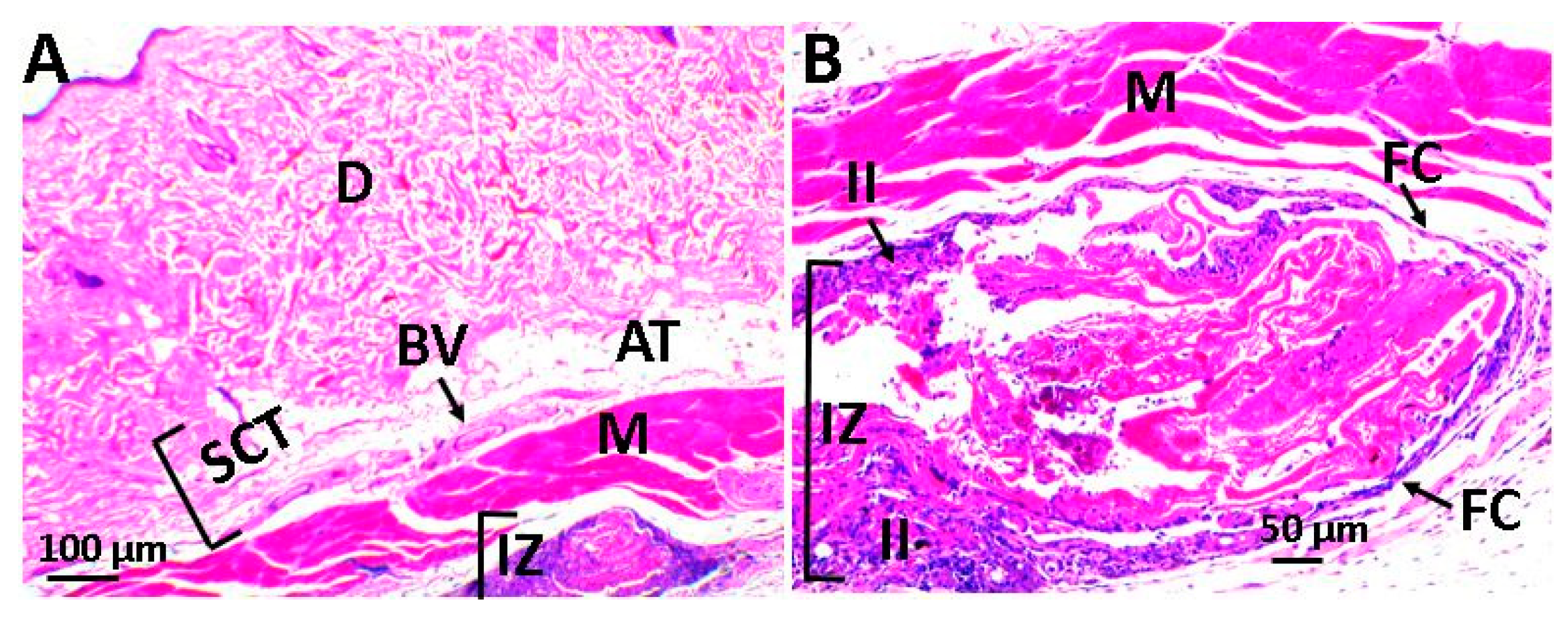 Ijms 20 02987 g008 Ijms 20 02987 g008