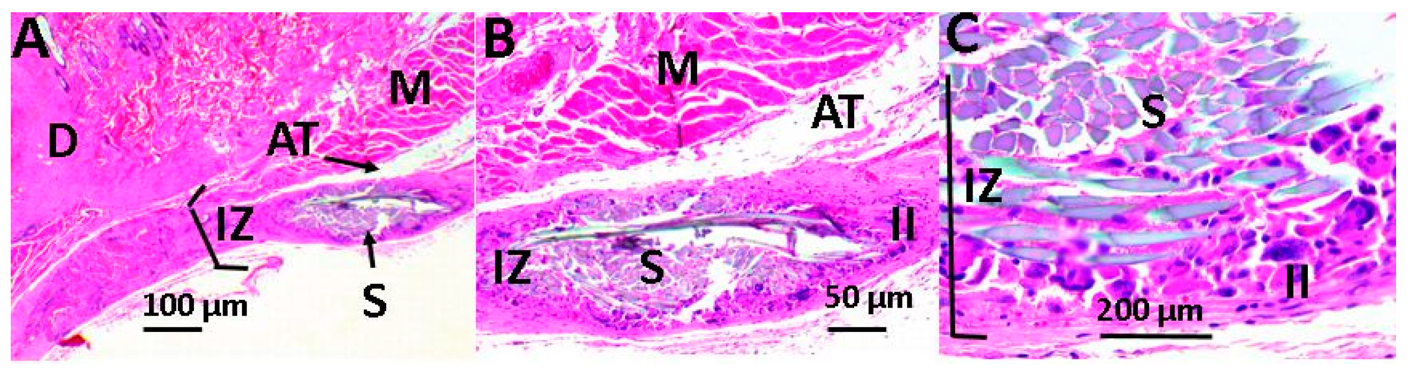 Ijms 20 02987 g010 Ijms 20 02987 g010