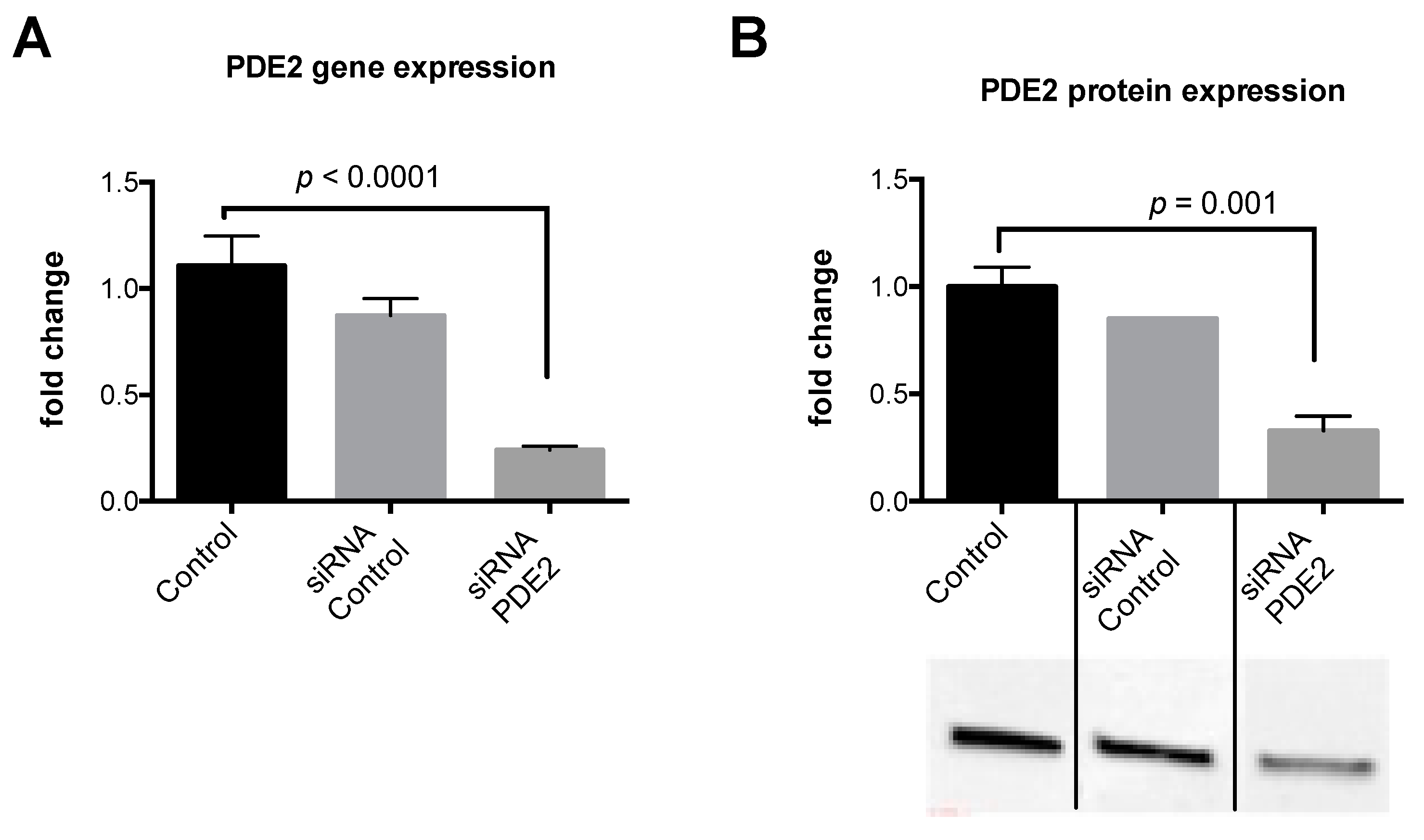 Ijms 20 02992 g005 Ijms 20 02992 g005