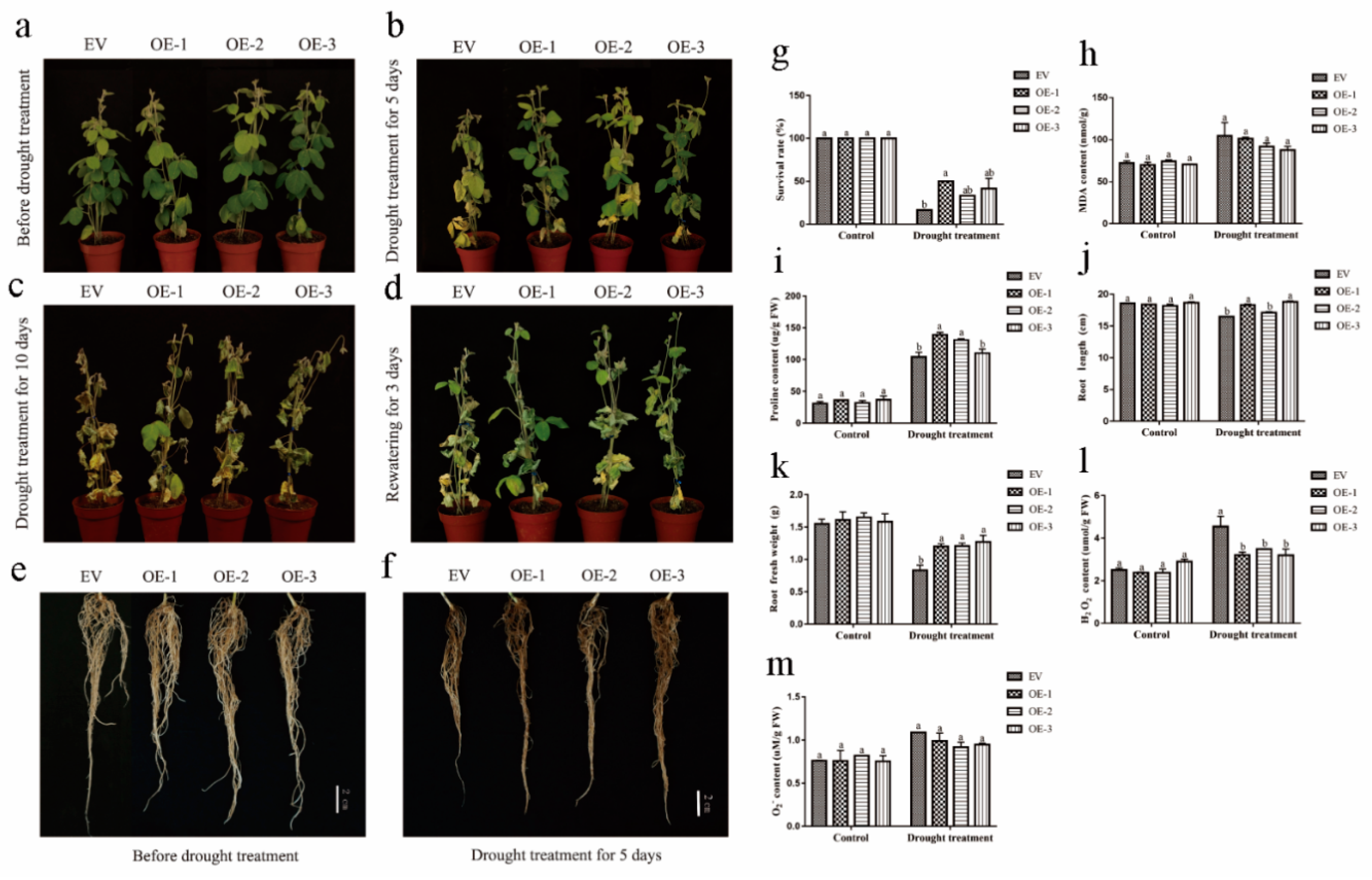 Ijms 20 03001 g006 Ijms 20 03001 g006