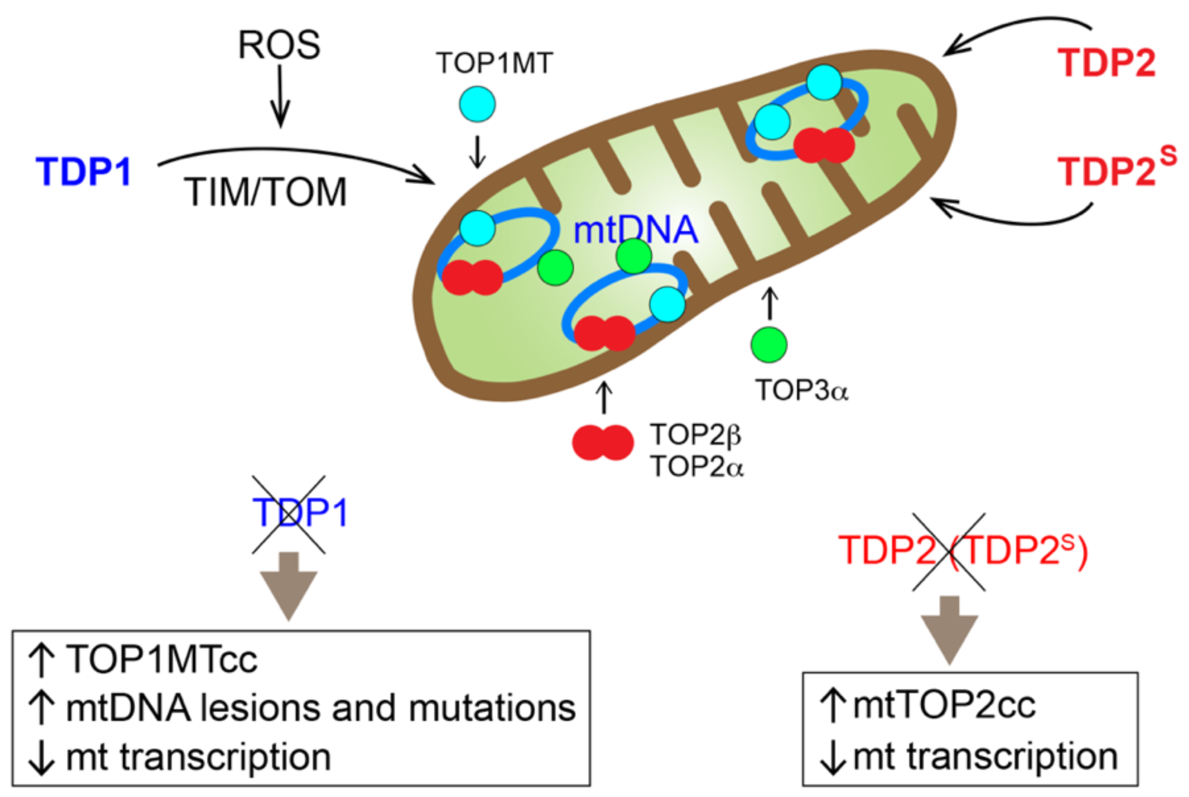 Ijms 20 03015 g002 Ijms 20 03015 g002