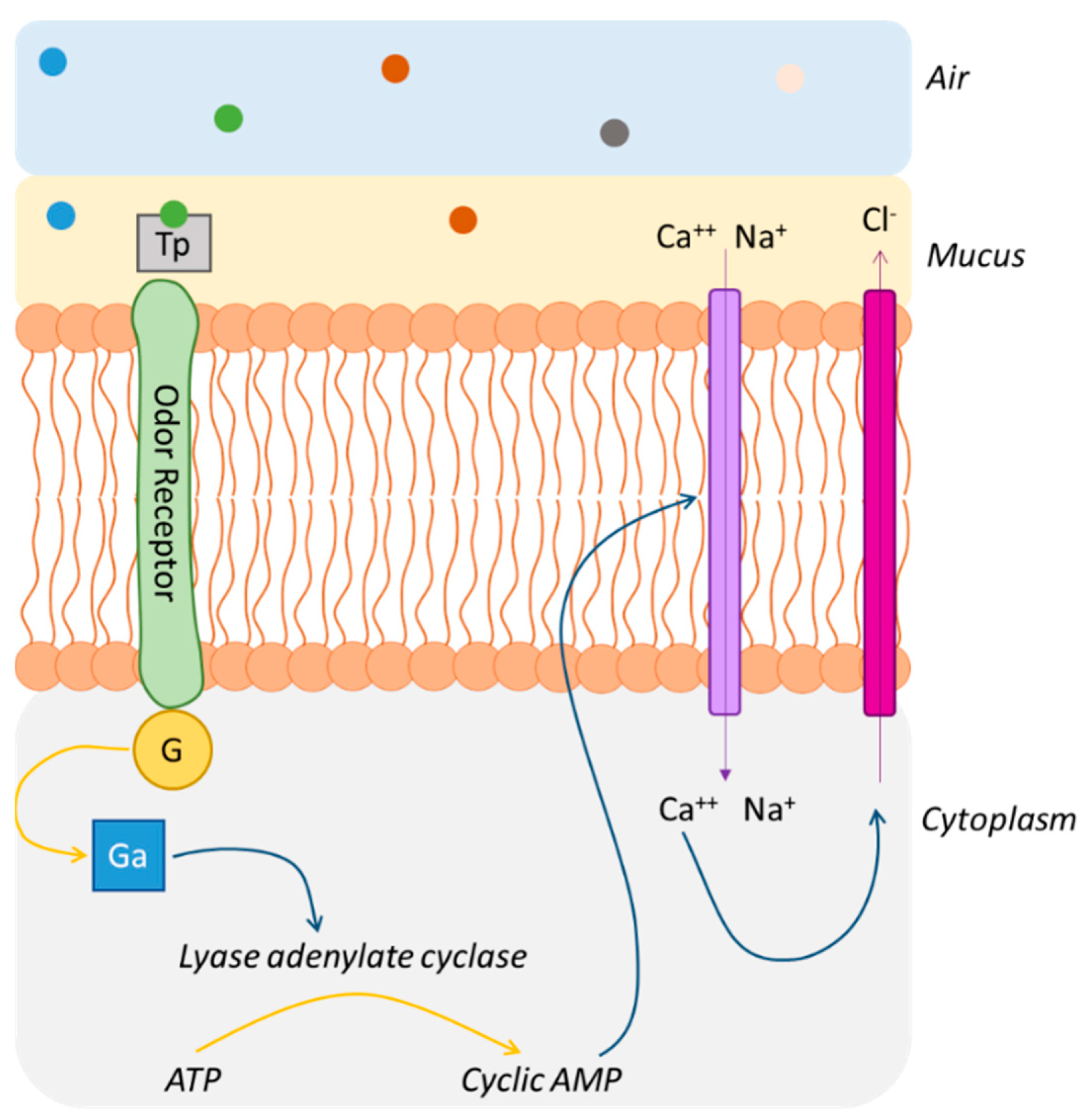 Ijms 20 03018 g007 Ijms 20 03018 g007
