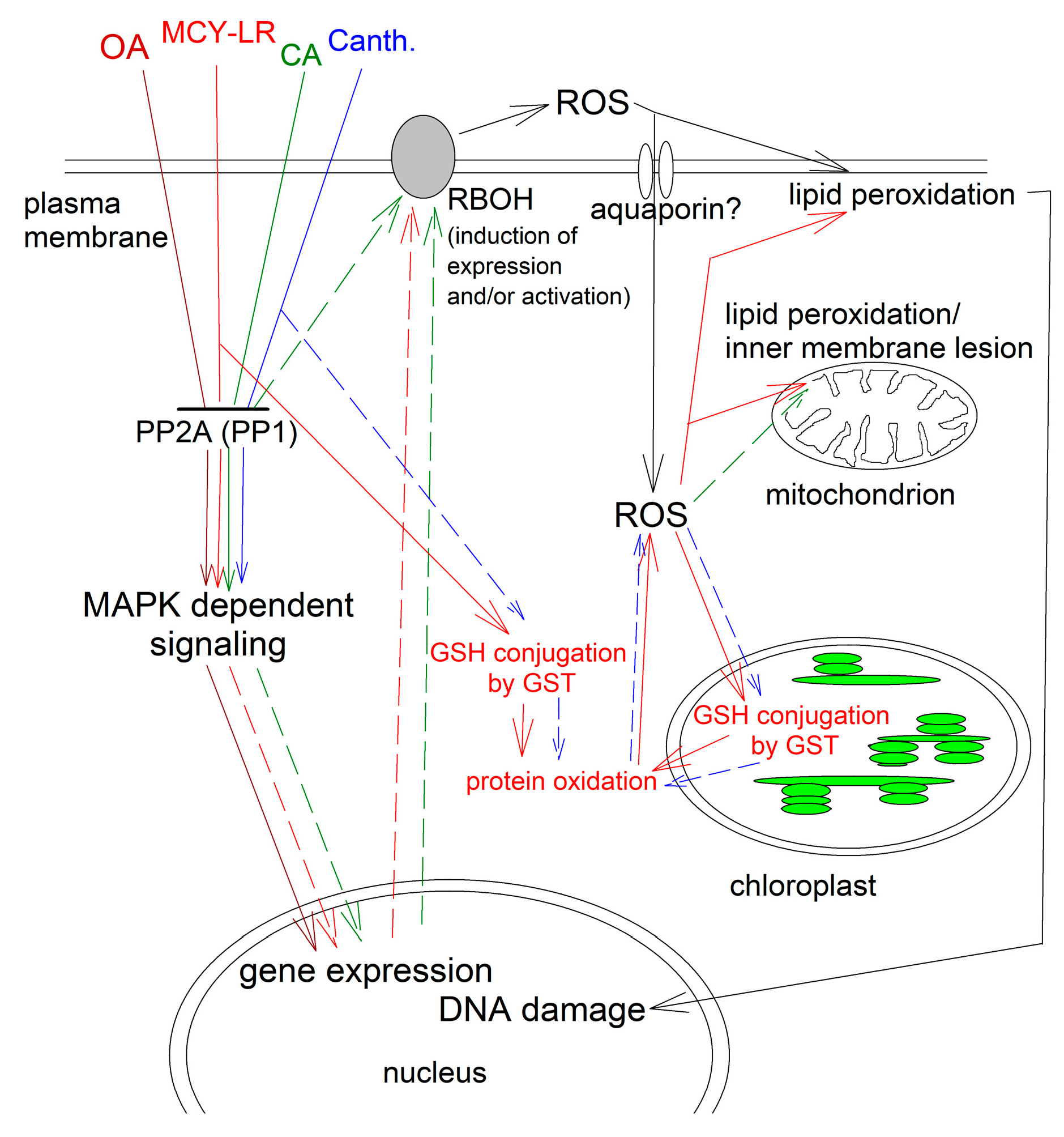 Ijms 20 03028 g001 Ijms 20 03028 g001