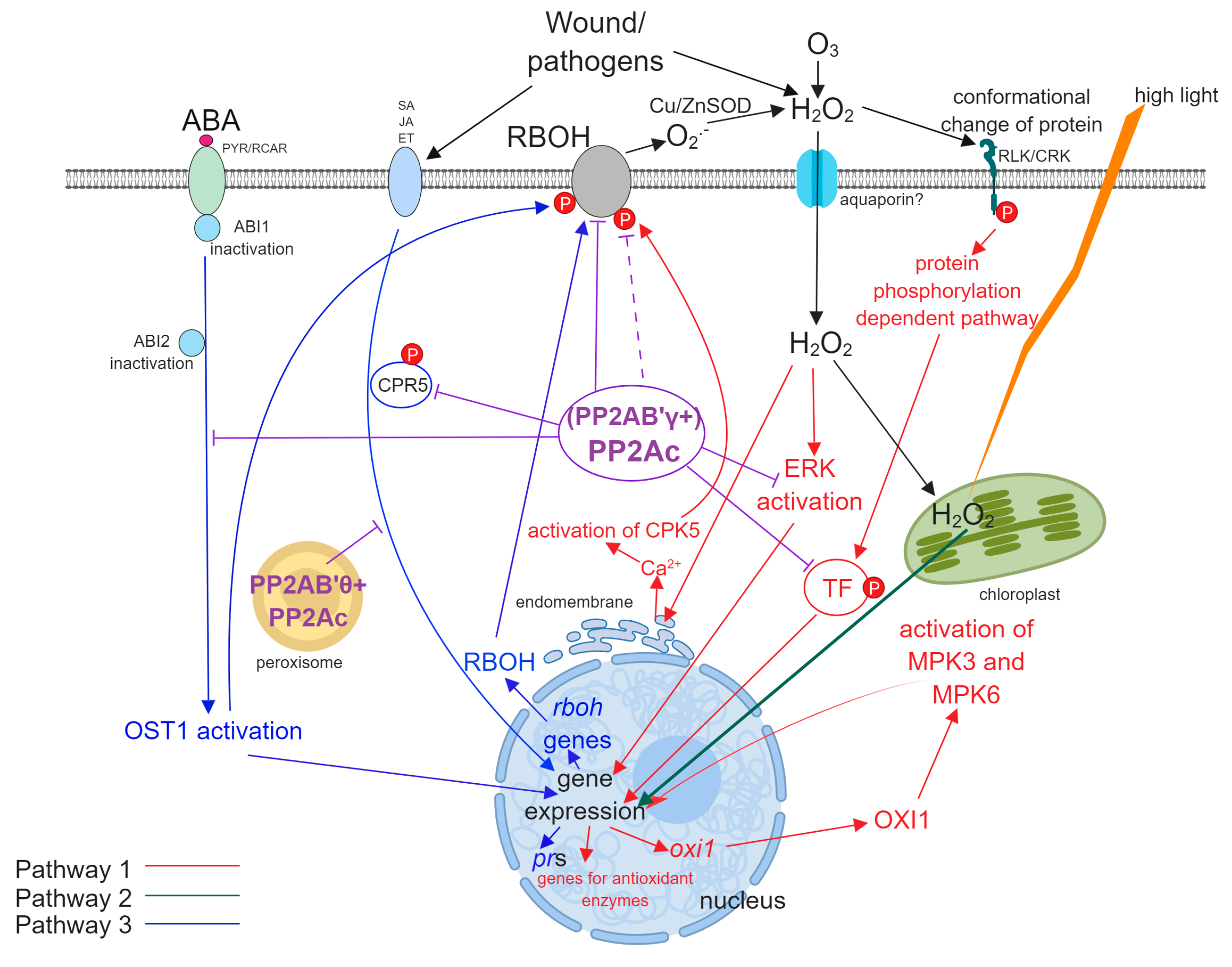 Ijms 20 03028 g002 Ijms 20 03028 g002