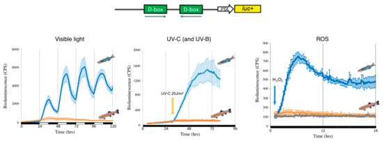 Evolution Shapes the Gene Expression Response to Oxidative